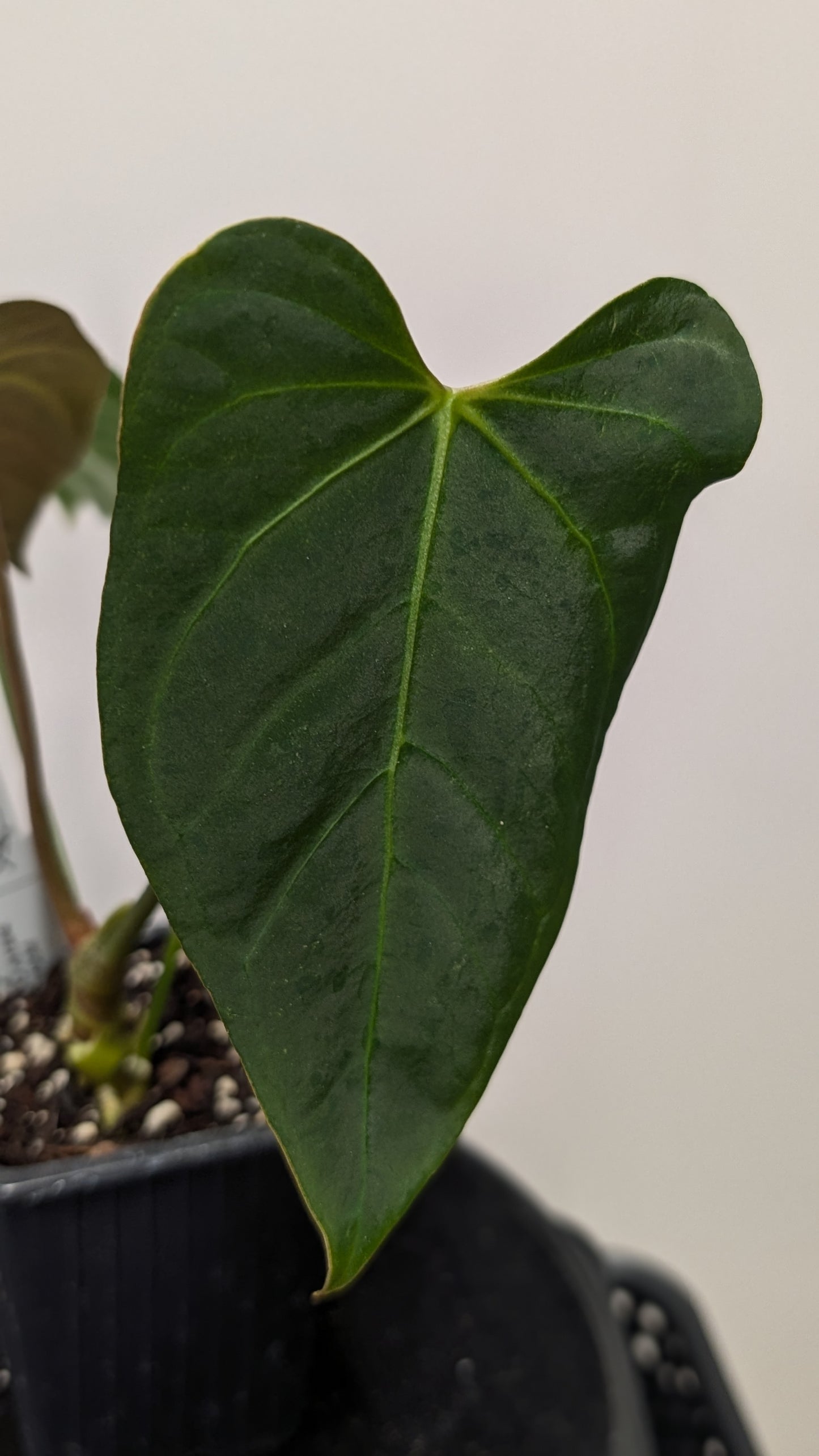 Anthurium Regale 'Dream Catcher' x Mr. Worldwide
