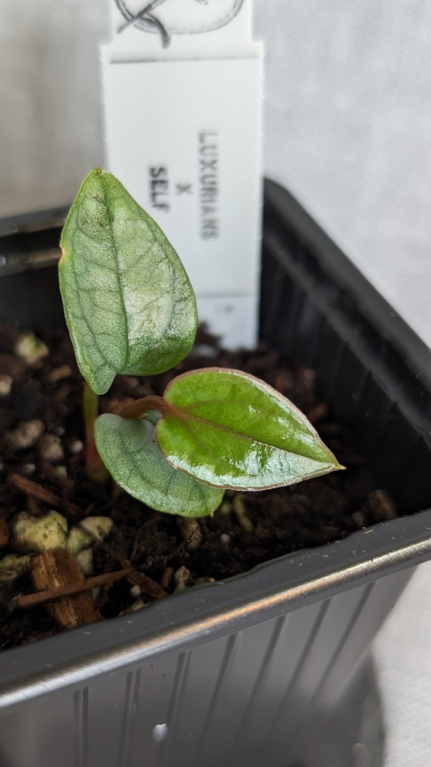 Anthurium Luxurians