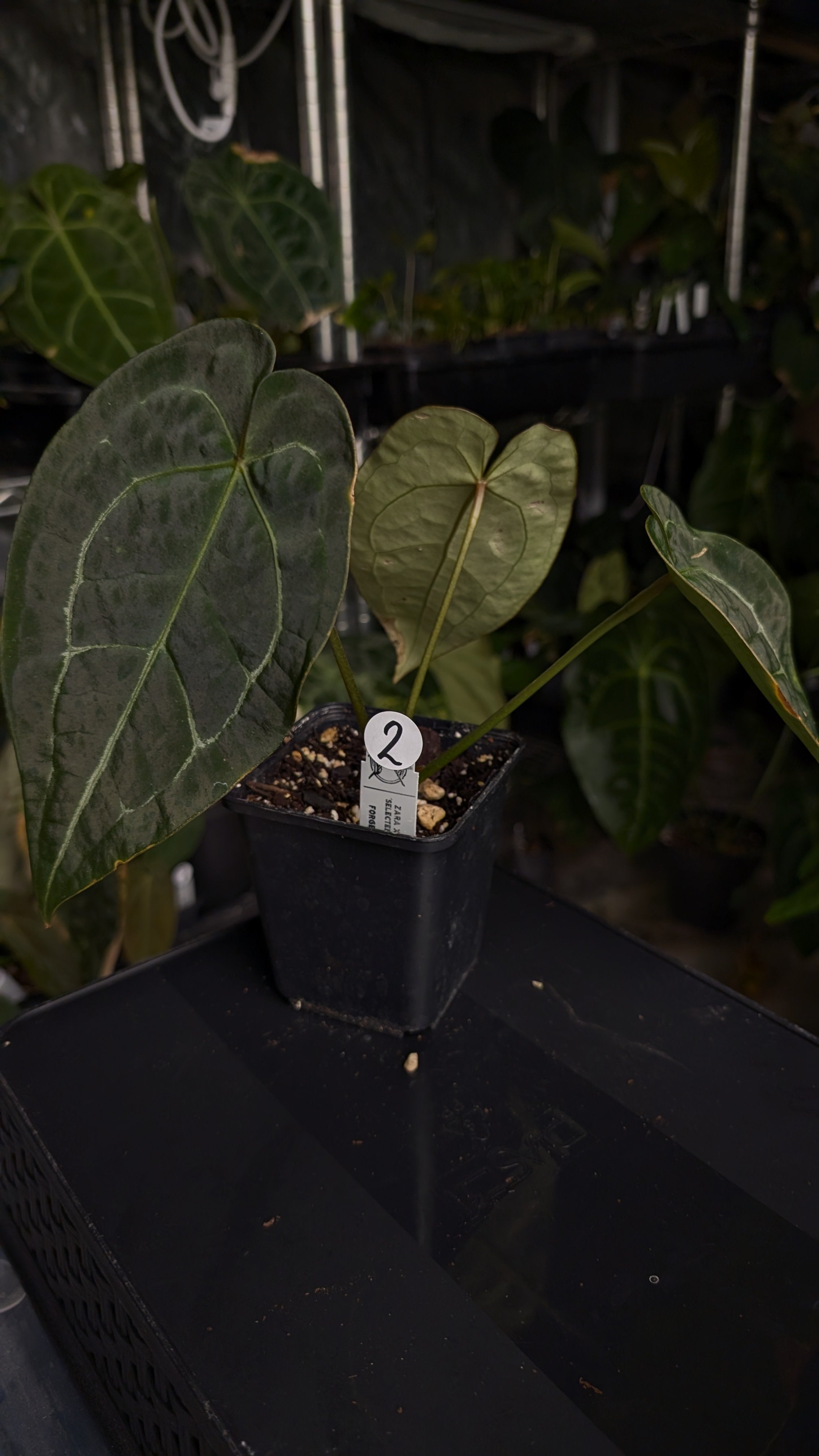 Anthurium Doc Block Zara x Michelle 'selected dark form' x