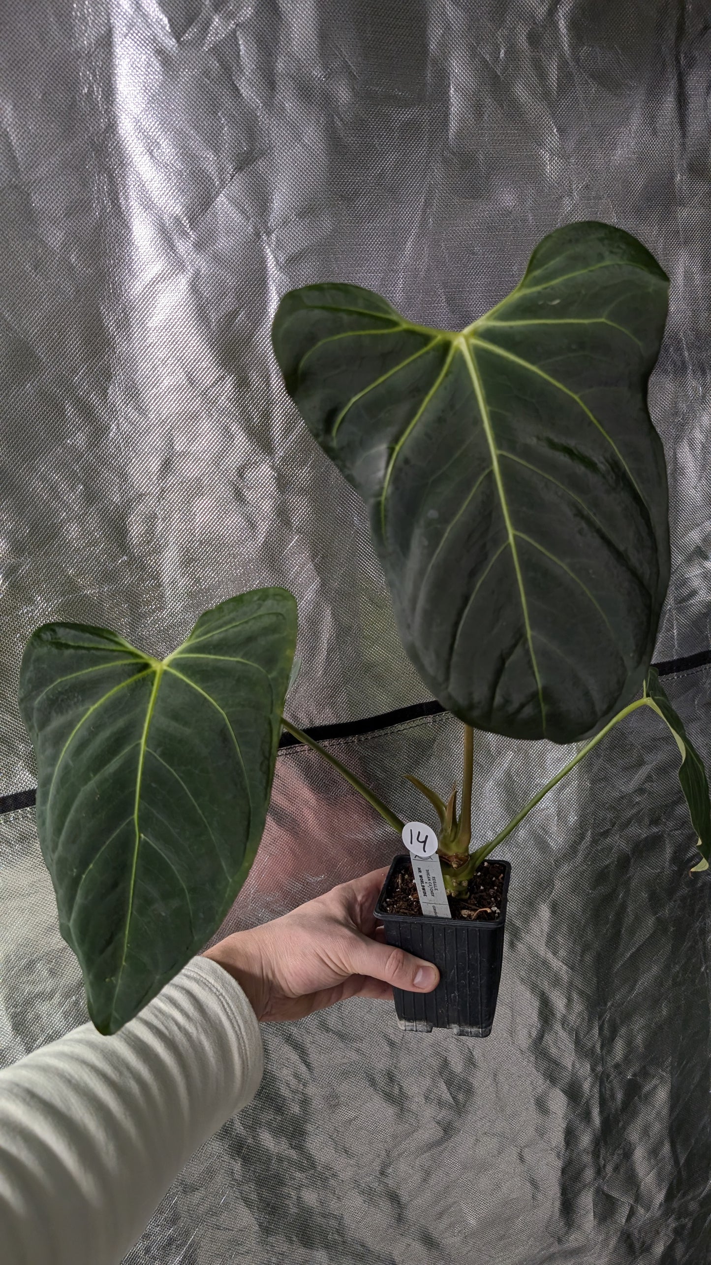 Anthurium Regale 'Dream Catcher' x Mr. Worldwide