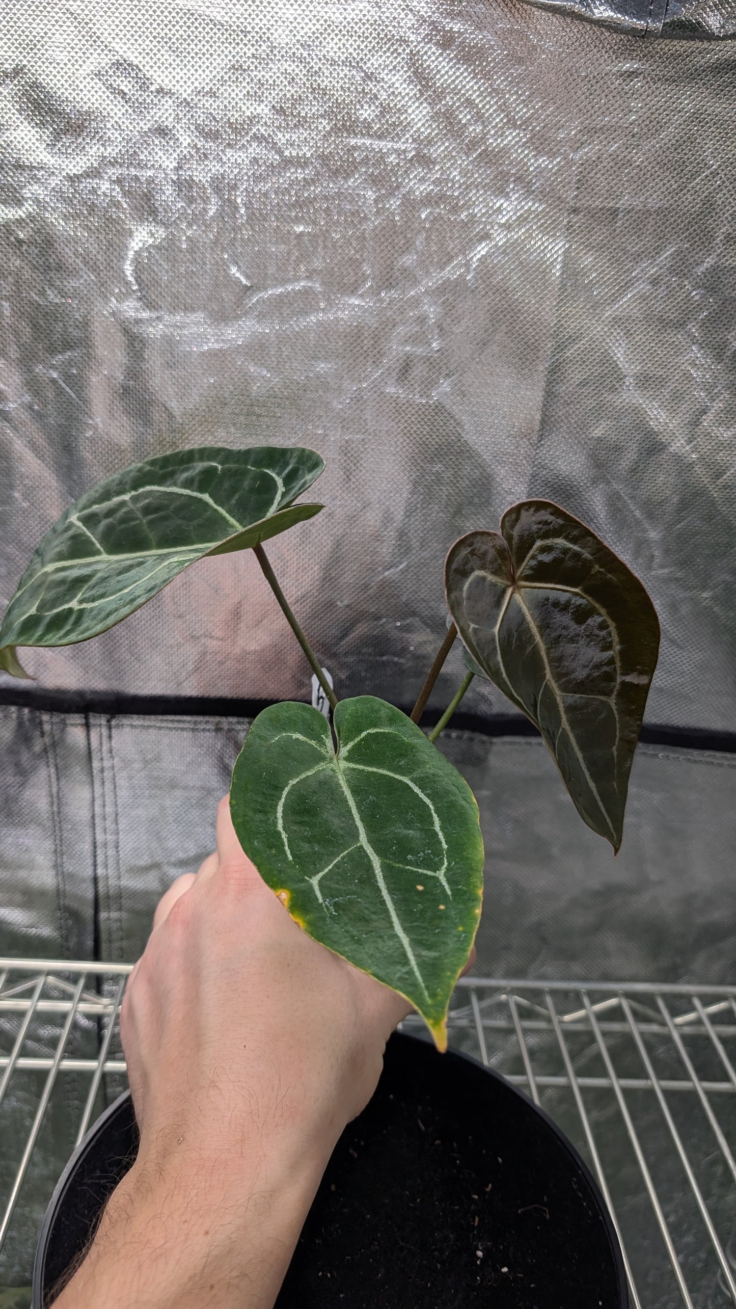 Anthurium Doc Block Zara x Michelle 'selected dark form' x Forgetii Dark