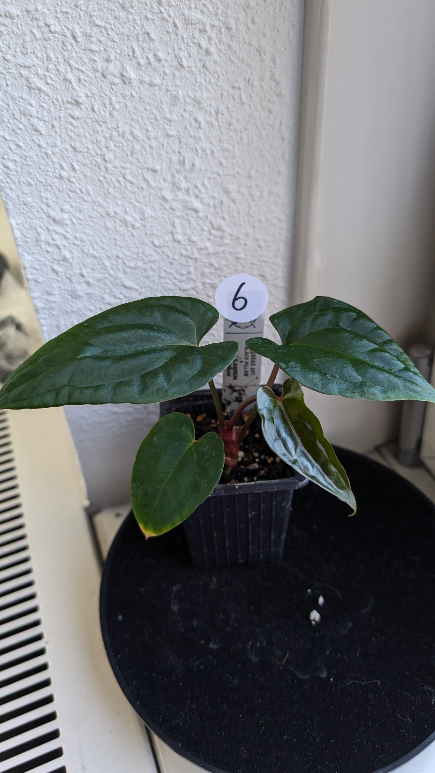 Anthurium Besseae aff 'Black Pillow' x Papillilaminum 'Fort Sherman' seedlings