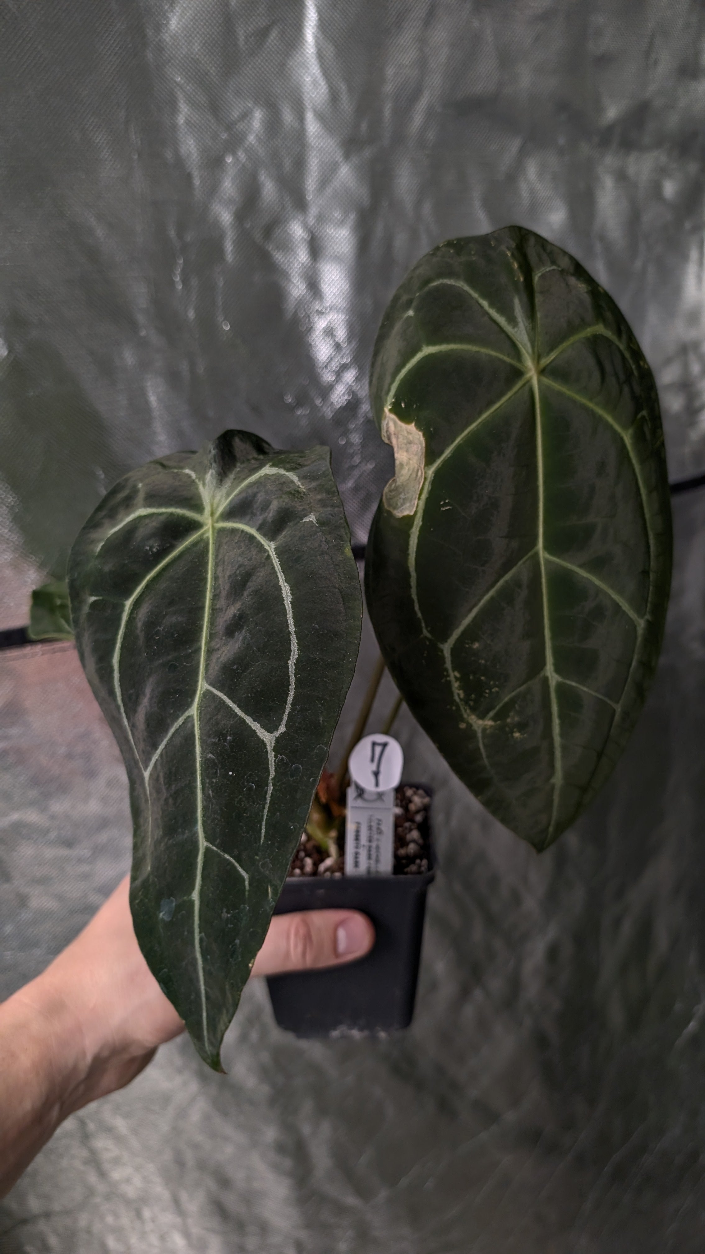Anthurium Doc Block Zara x Michelle 'selected dark form' x