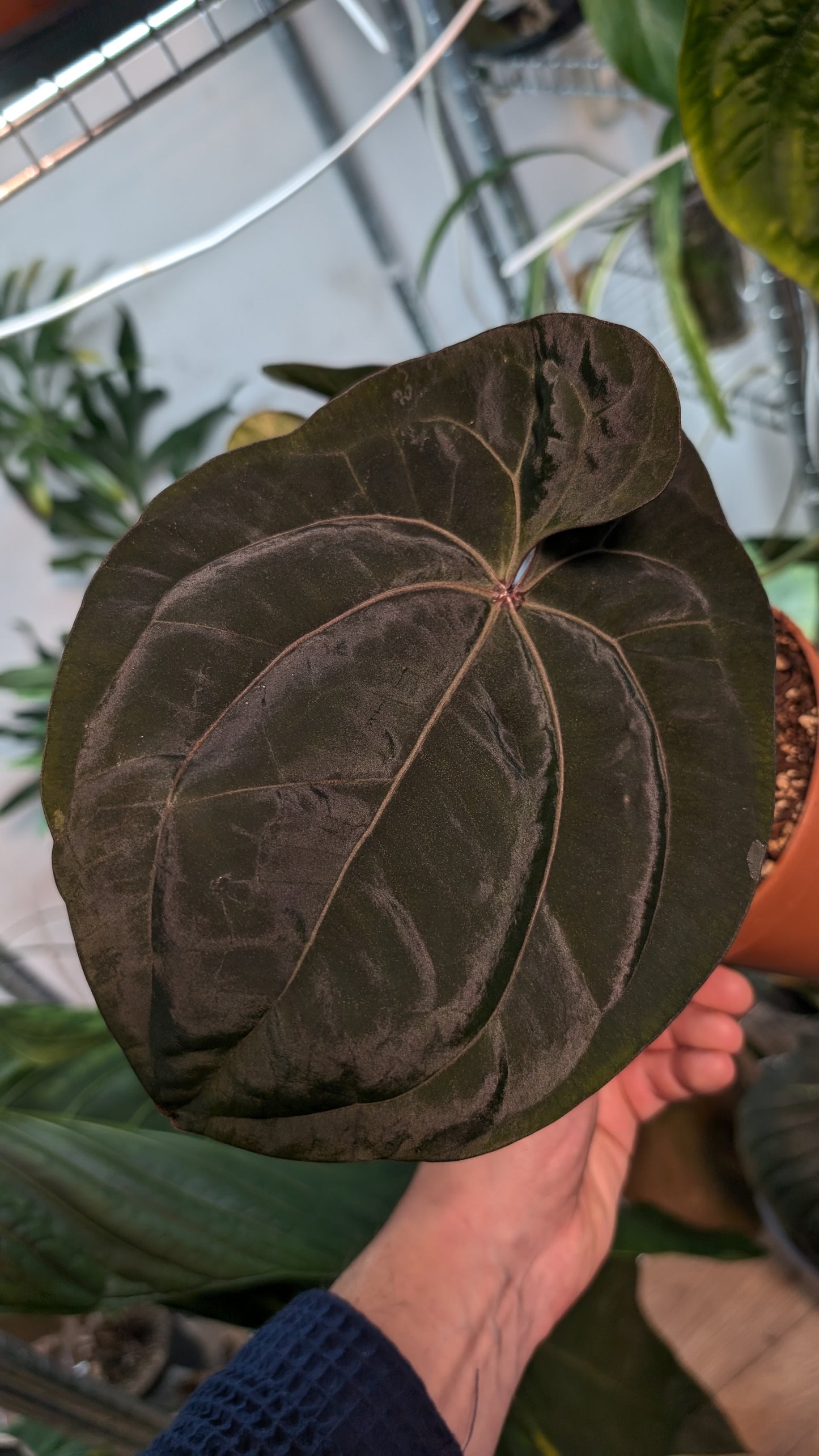 Ace of Spades SKG 'Ribbed Petiole' Clone/offset