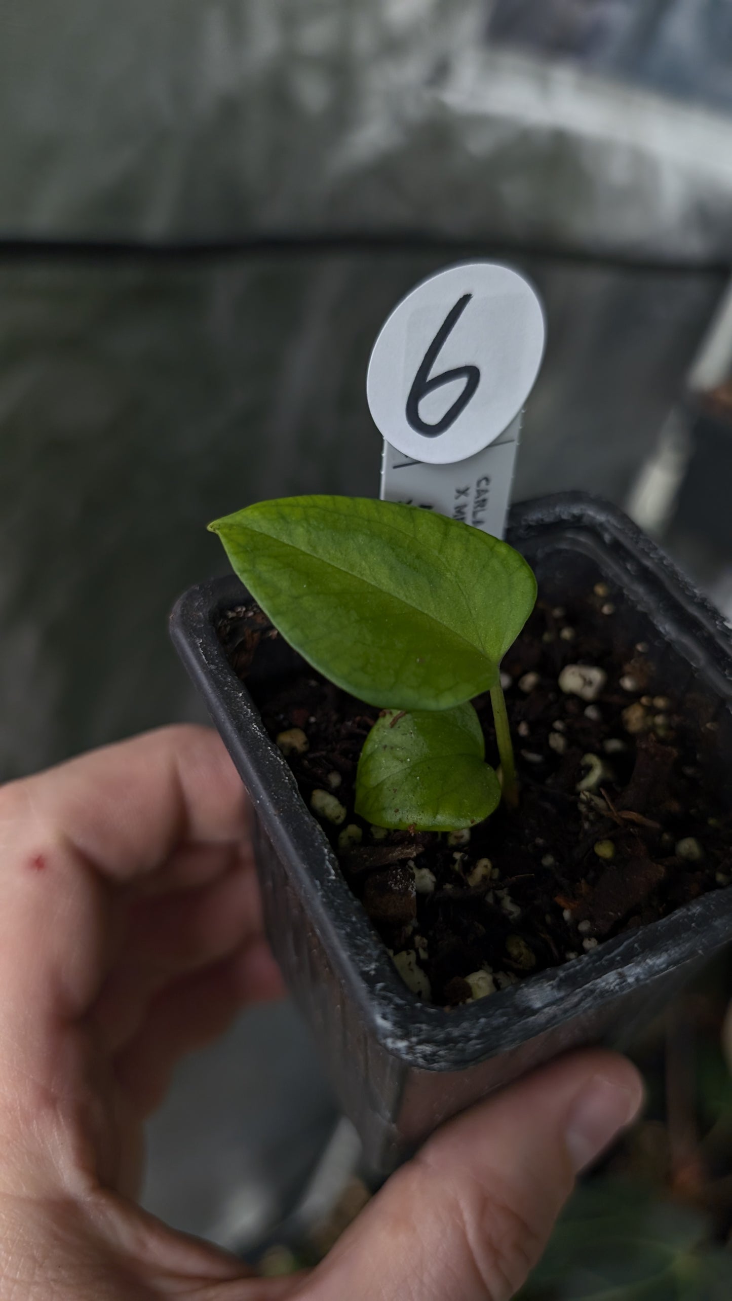 Anthurium [Carlablackiae x Dressleri Rio Guanche x Mr. Worldwide] x [Ace of Spagetii x Mr Worldwide]