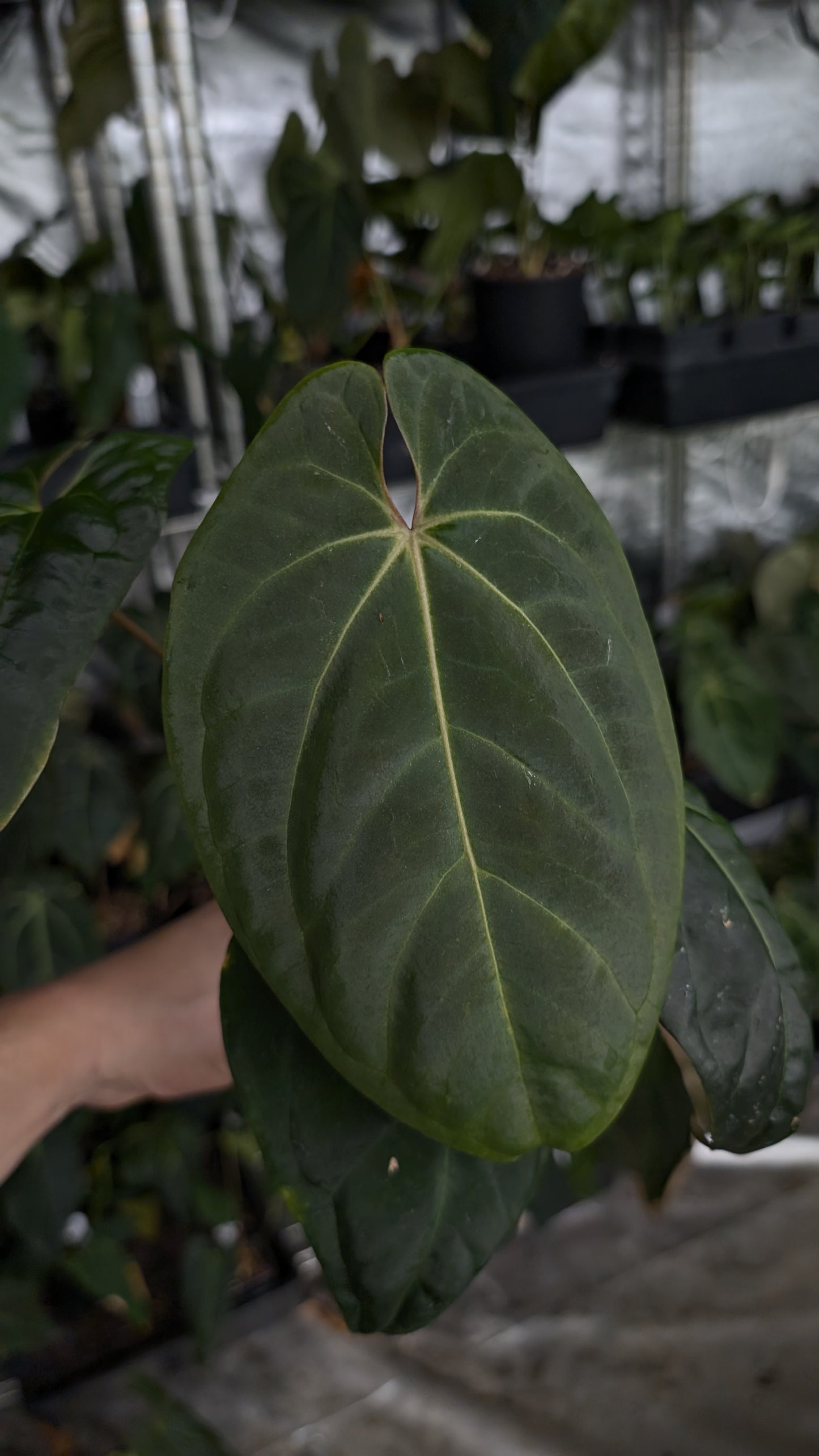Anthurium Besseae aff 'Black Pillow' x Papillilaminum 'Fort Sherman'
