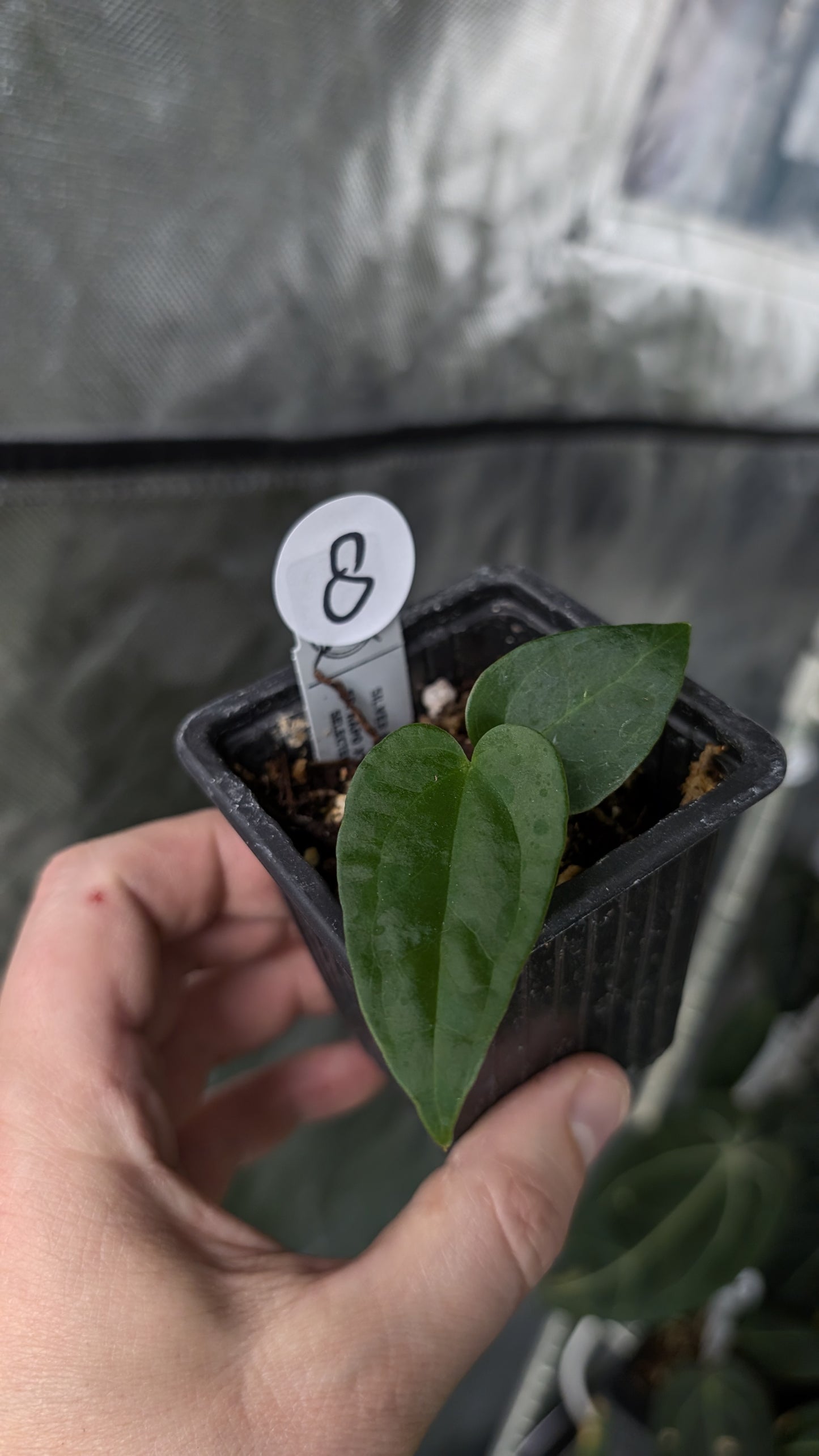 Anthurium Silver Blush Mint x Sp. Napo x Luxurians
