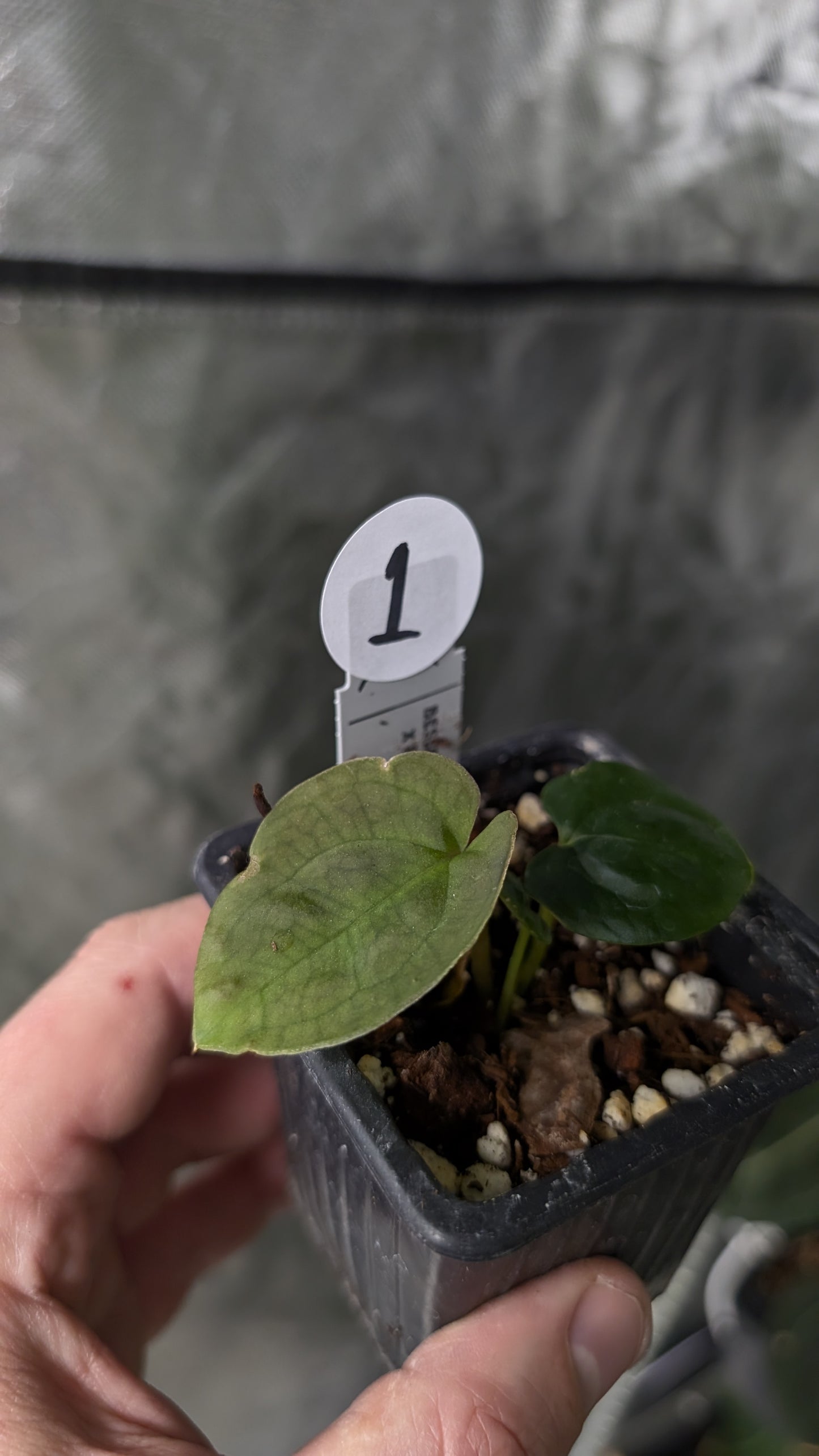 Anthurium [Besseae aff. x Forgetii dark] x BVEP Round x Felix