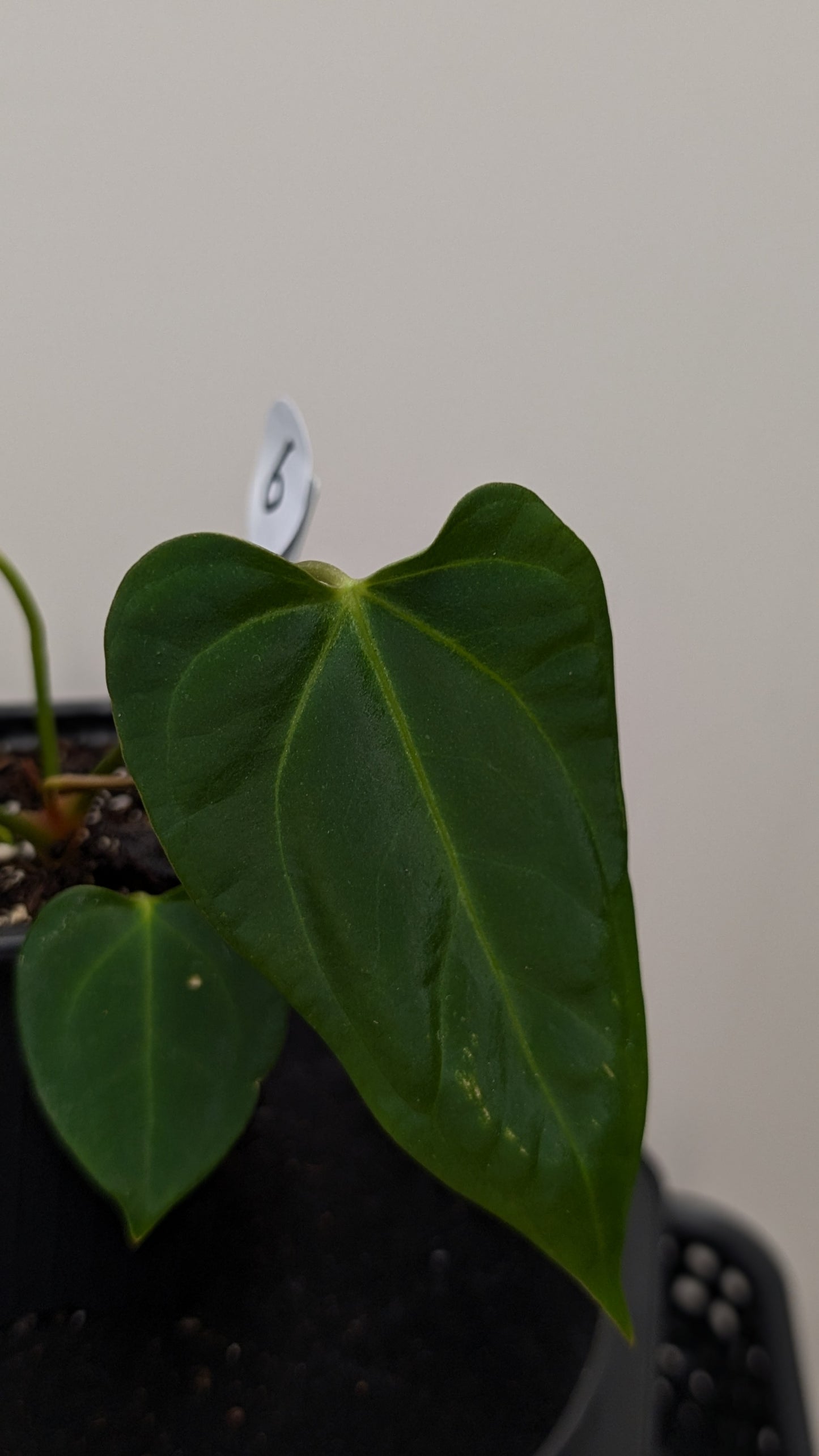 Anthurium Regale 'Dream Catcher' x Mr. Worldwide