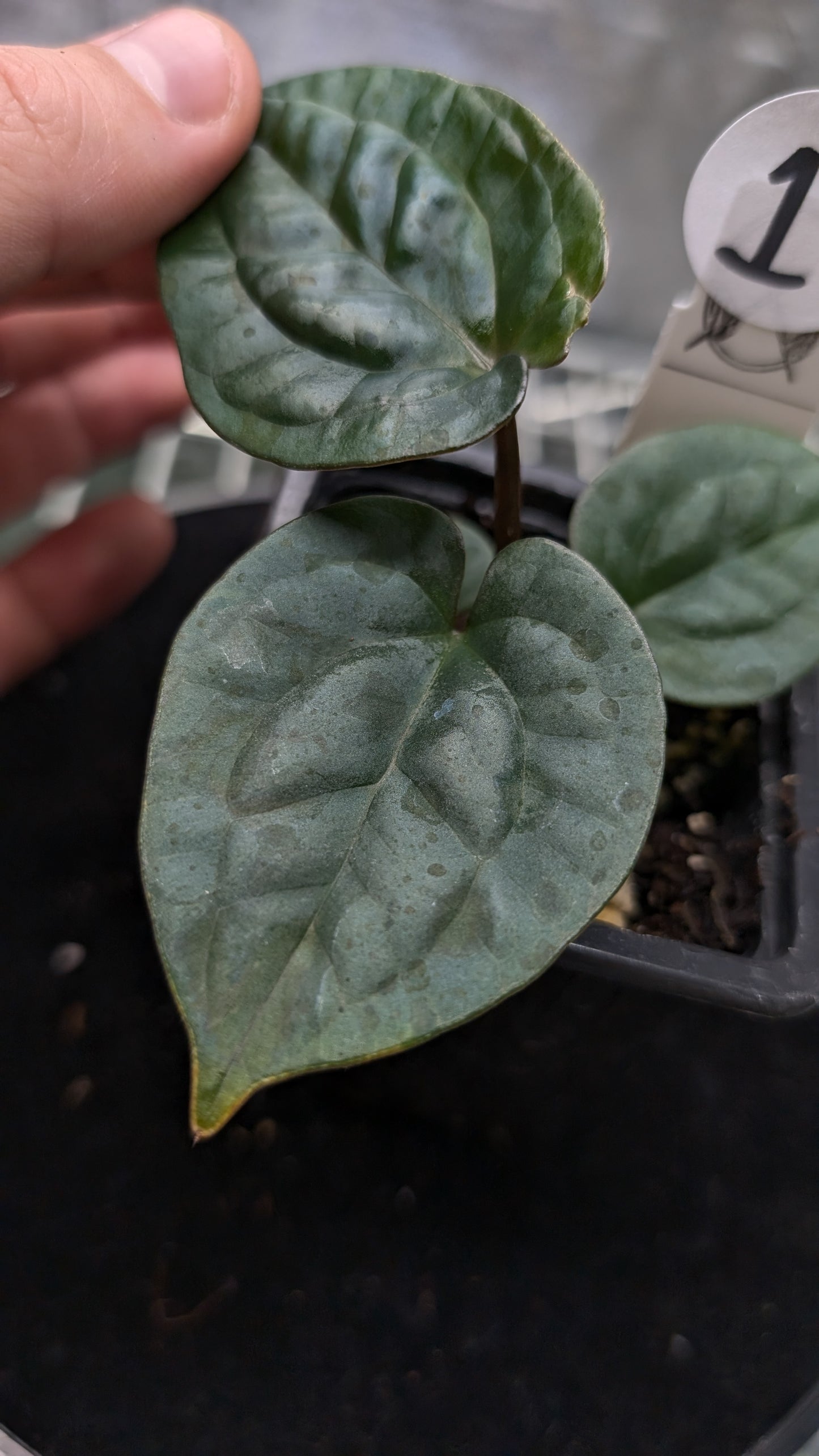 Anthurium 'Ace of Spagetii' x Luxurians