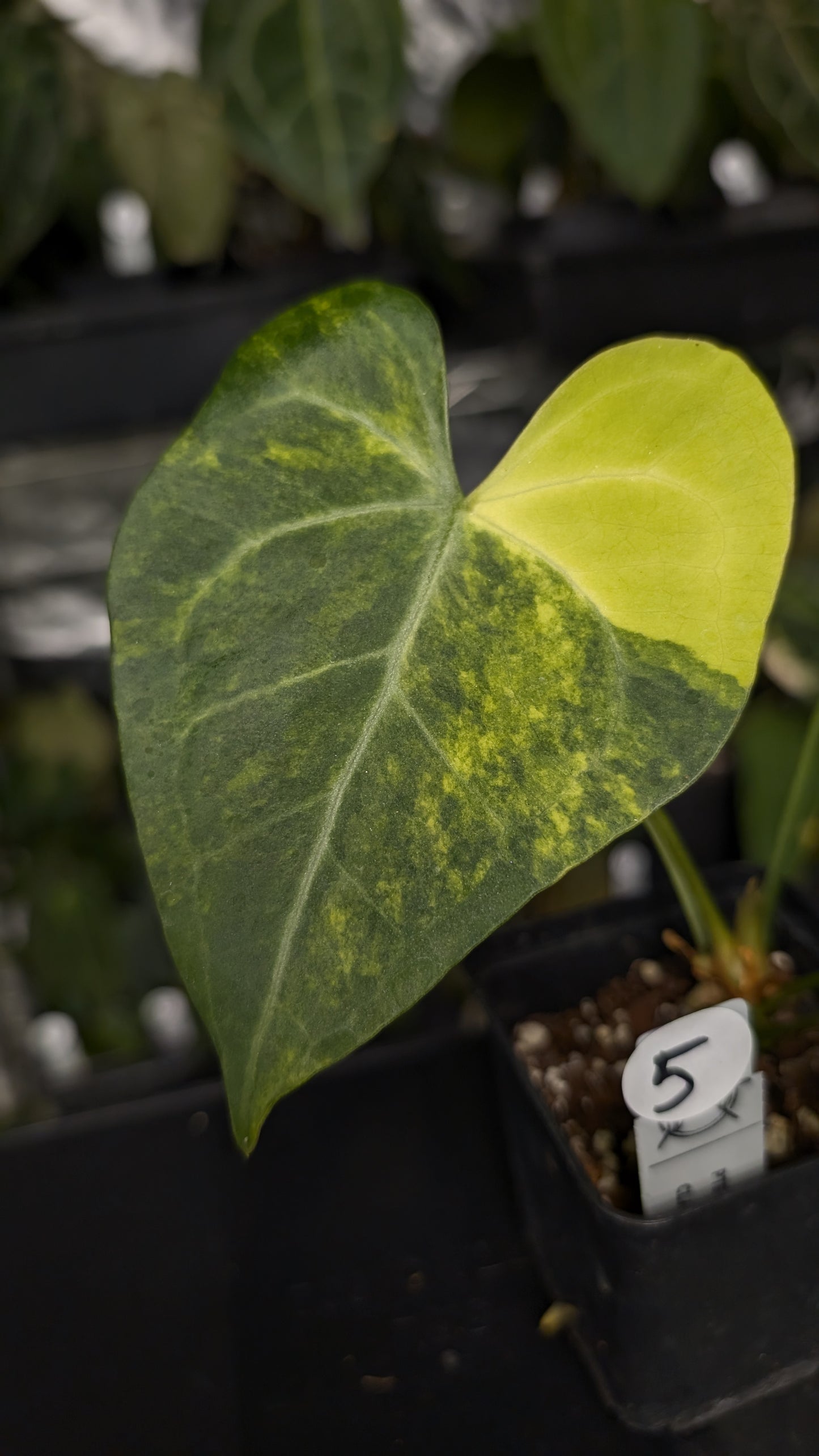 Variegated Anthurium Pterodactyl variegata x Clarinervium
