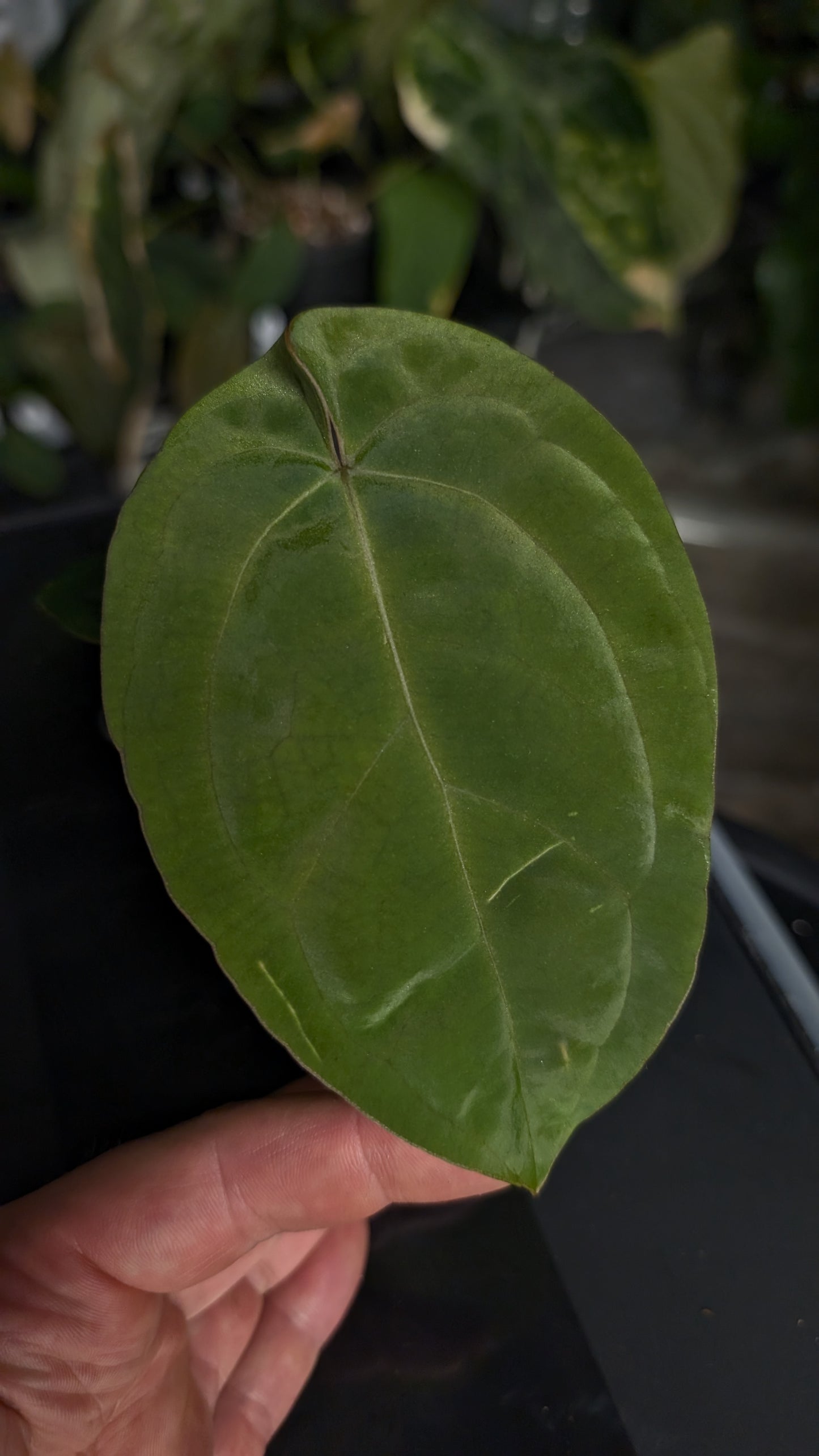Anthurium [Besseae aff. x Forgetii dark] x BVEP Round x Felix