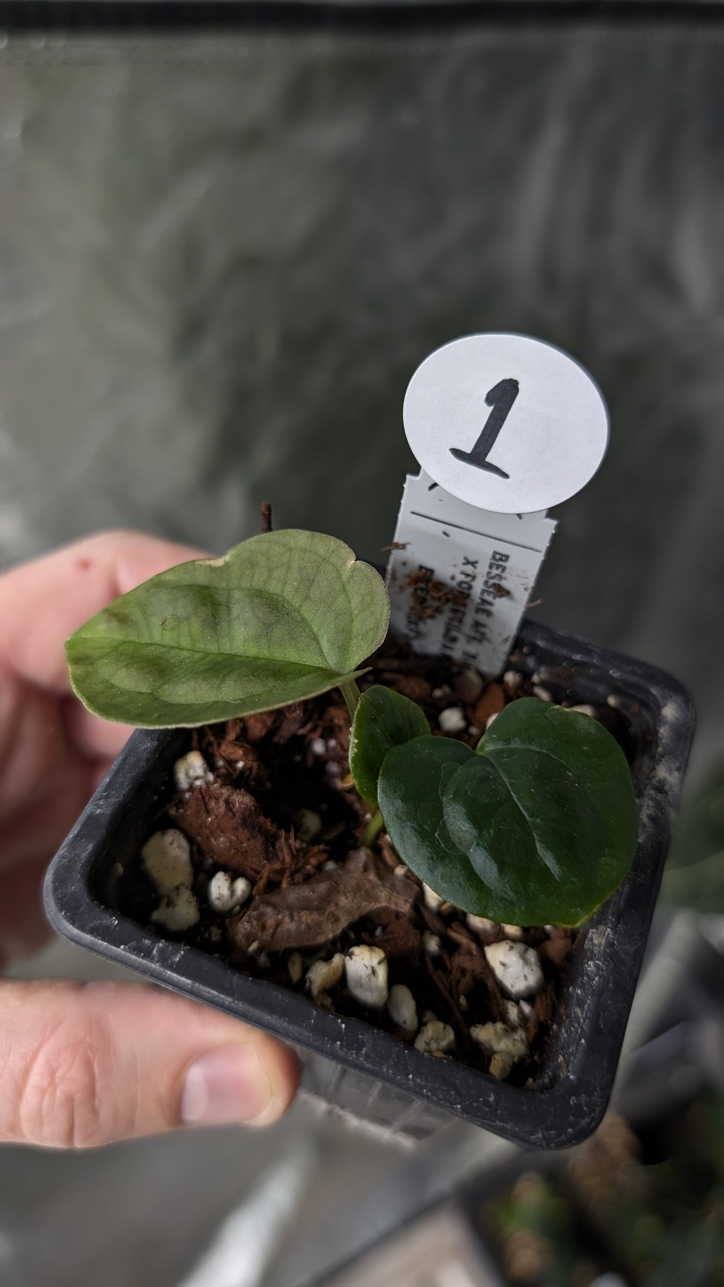 Anthurium [Besseae aff. x Forgetii dark] x BVEP Round x Felix – Curious  Plants