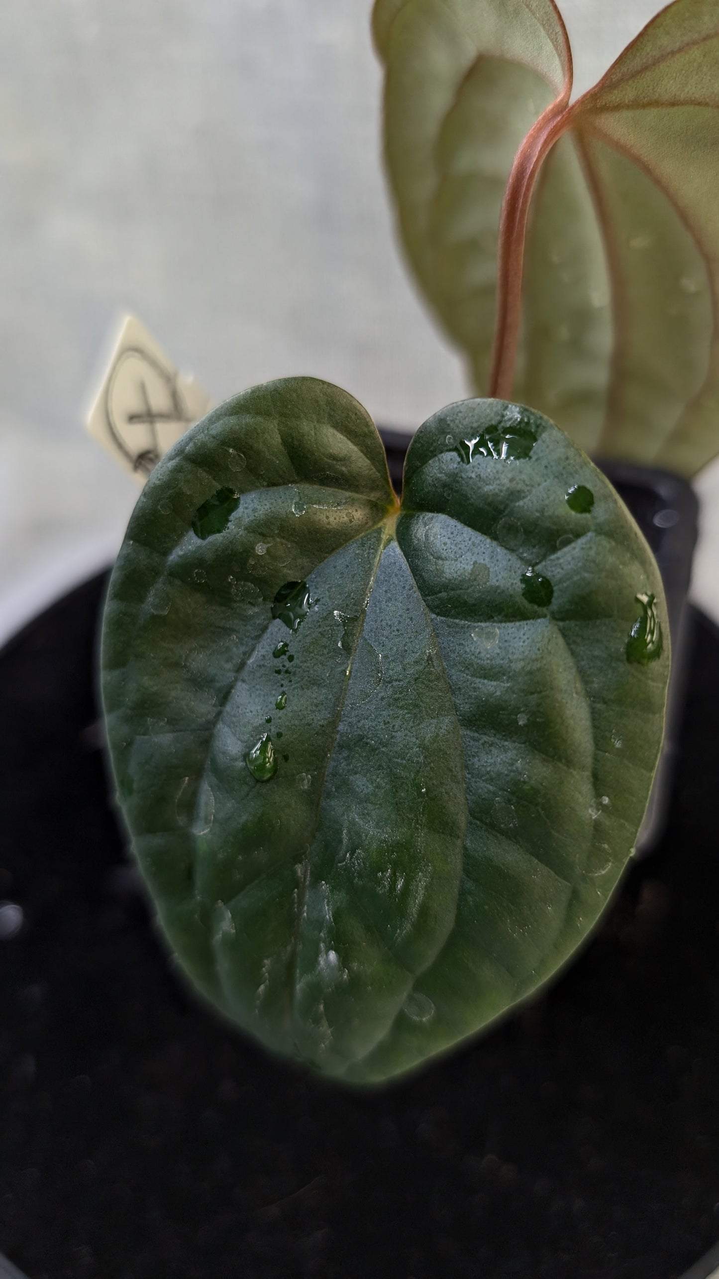 Anthurium Luxurians x Papillilaminum 'Fort Sherman'