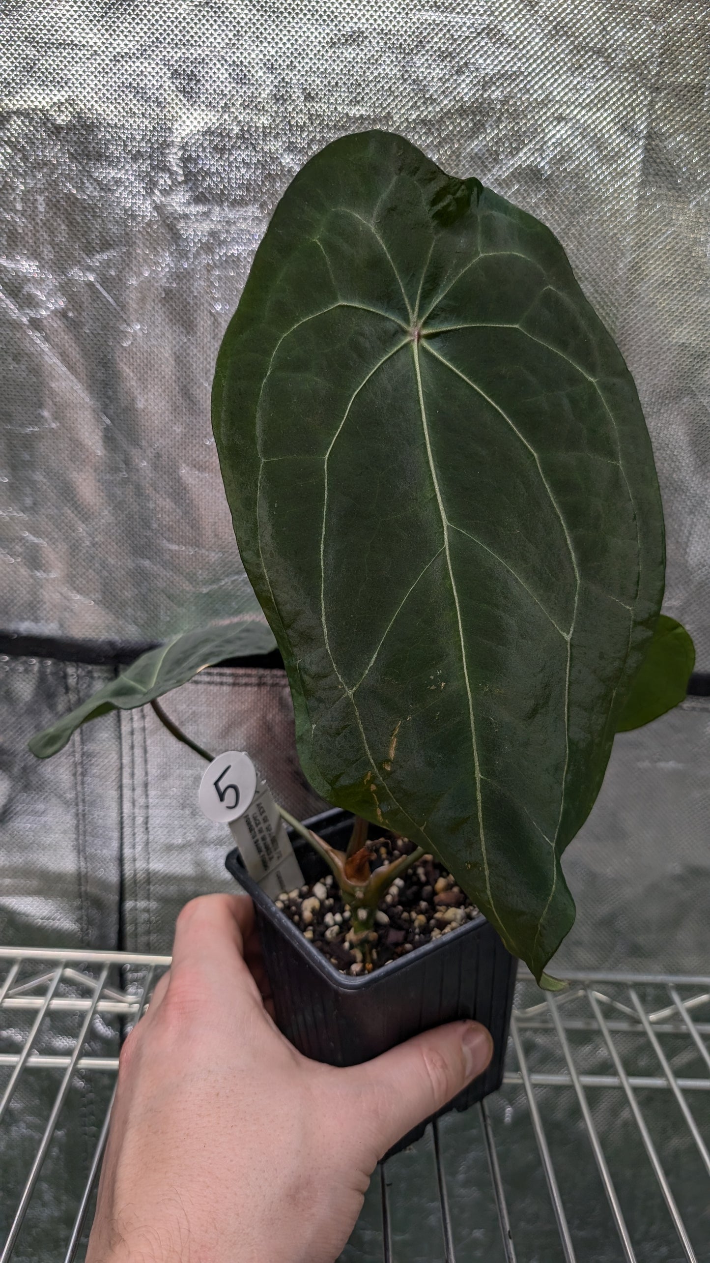 Anthurium Ace of Spagetii F2 (Ace of Spades x Forgetii) F2