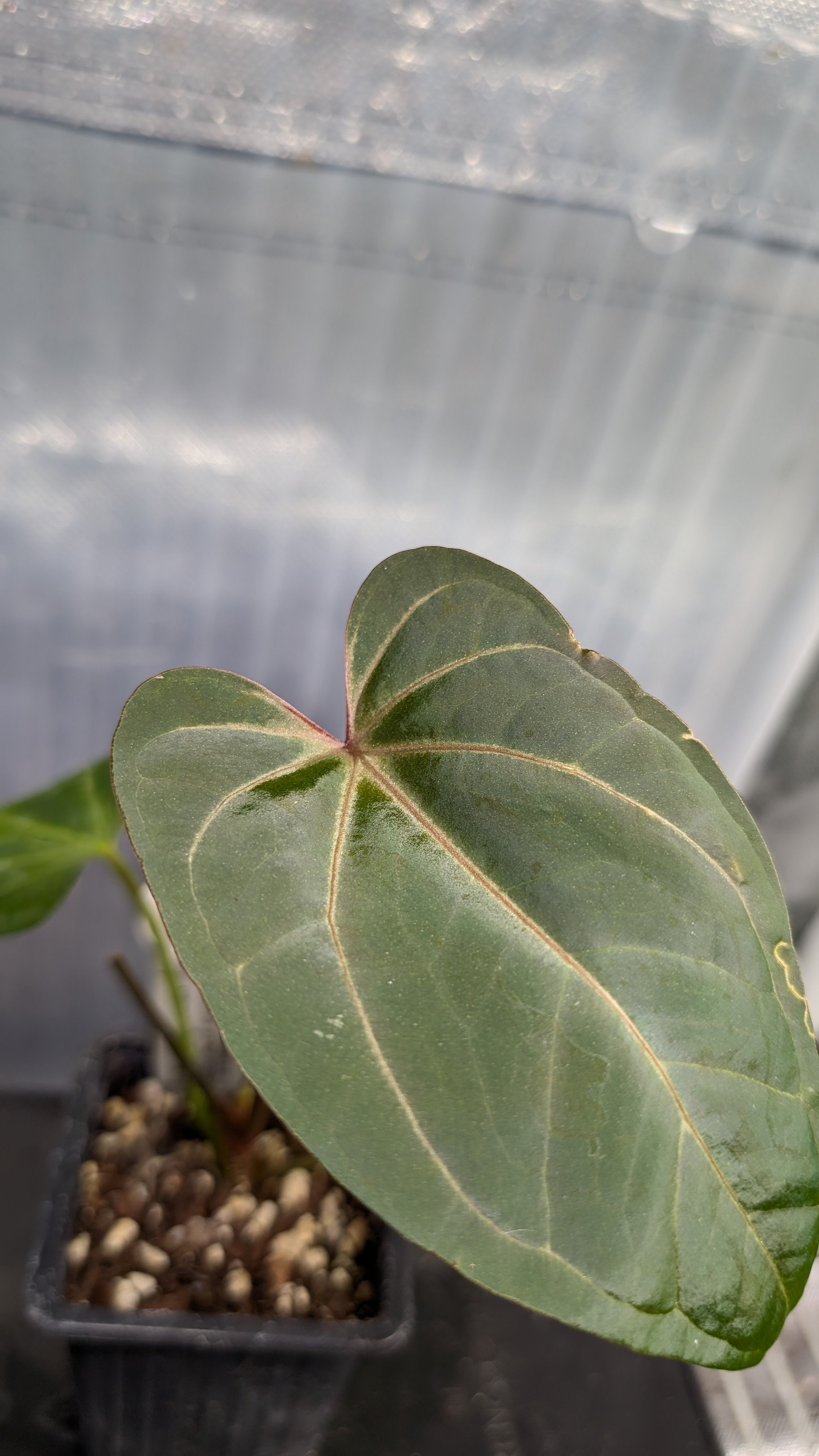 Anthurium Doc Block 'Zara' x 'Michelle' Selected Dark Form x Mr