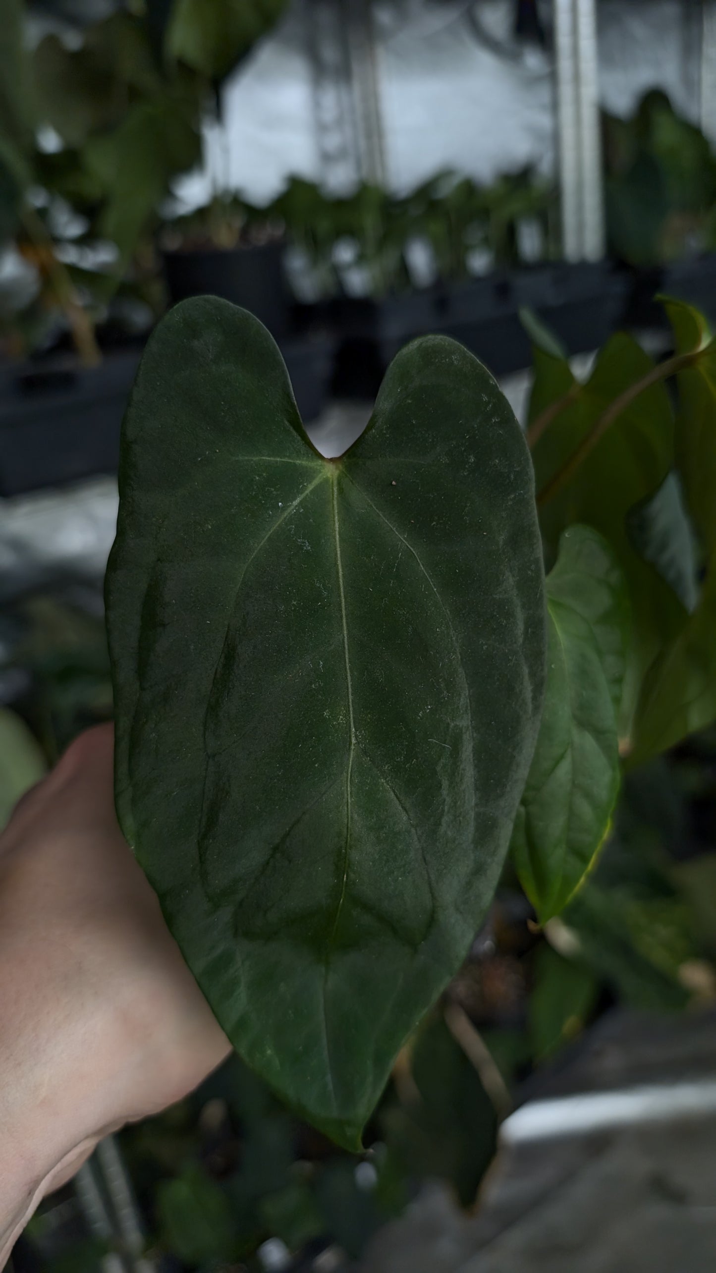 Anthurium Besseae aff 'Black Pillow' x Papillilaminum 'Fort Sherman'
