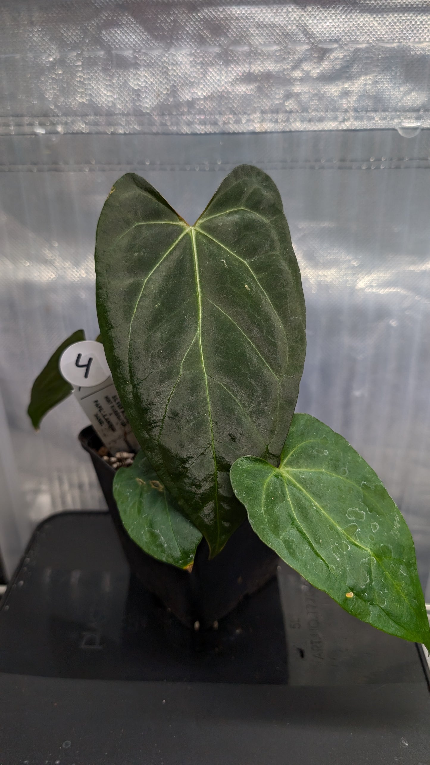 Anthurium Silver Blush Mint variegated x Papillilaminum 'Daniel'