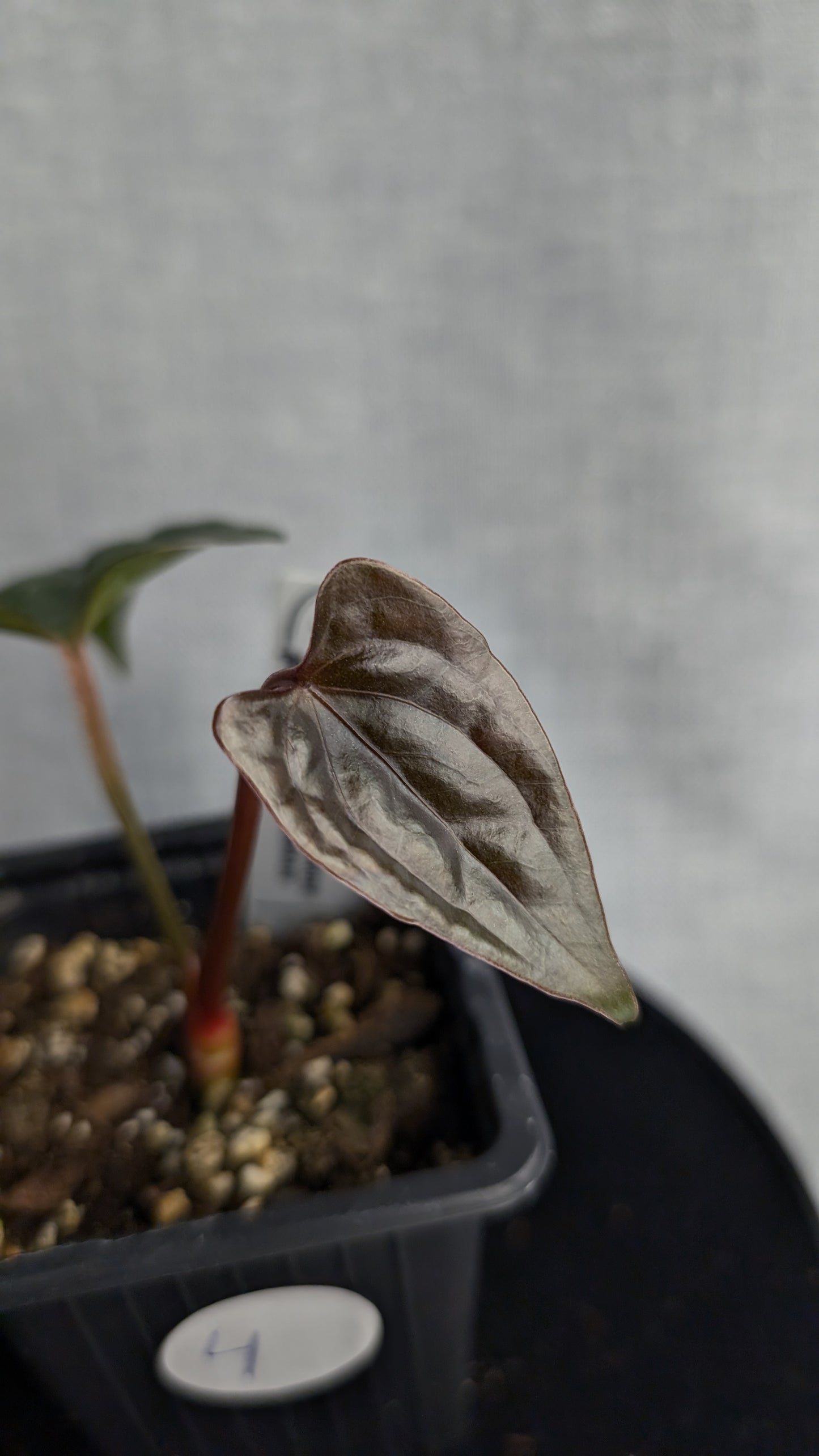 Anthurium Luxurians x Papillilaminum 'Fort Sherman'