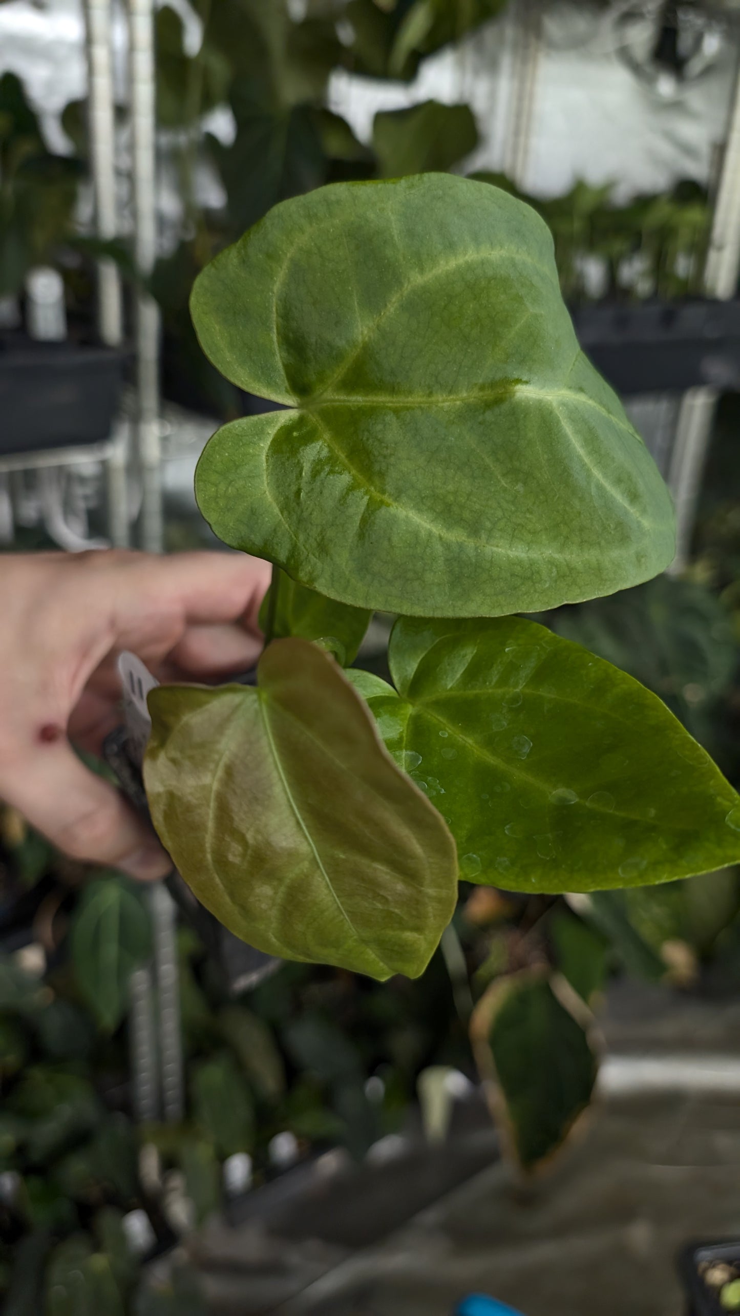 Anthurium [Carlablackiae x Dressleri Rio Guanche x Mr. Worldwide] x [Ace of Spagetii x Mr Worldwide]