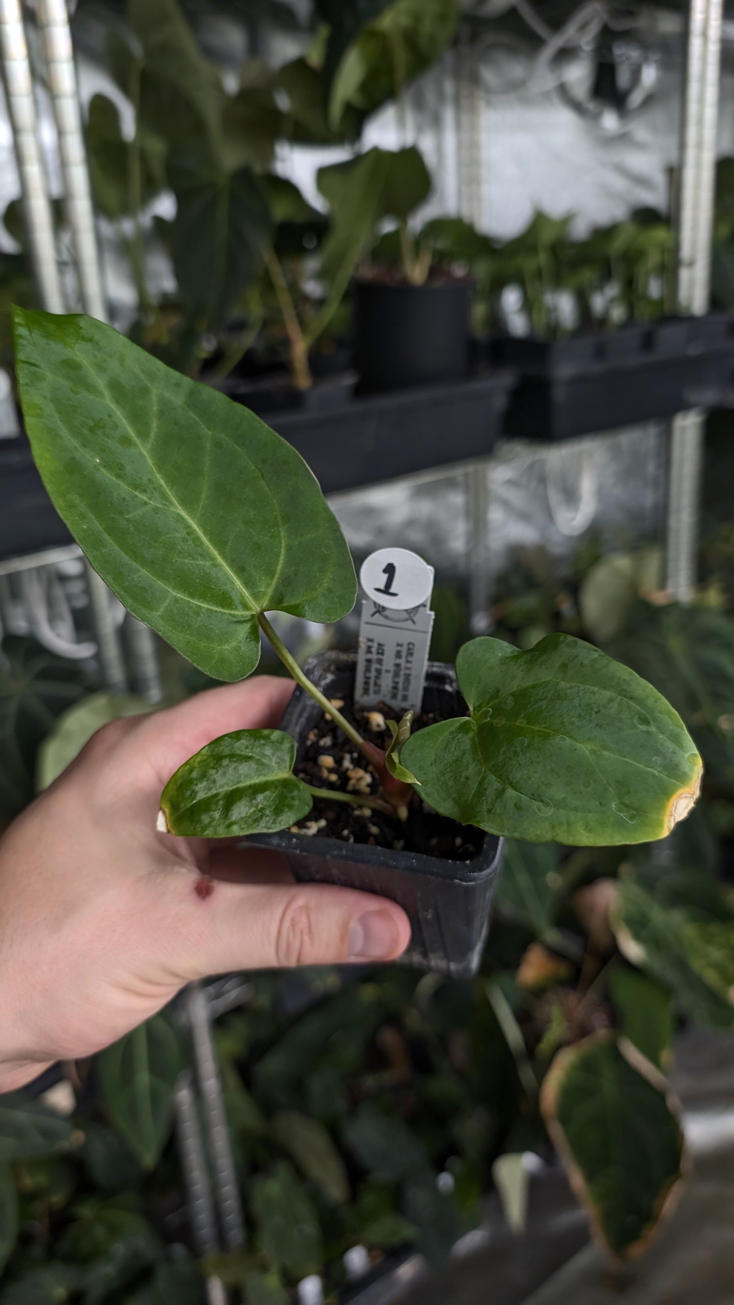 Anthurium [Carlablackiae x Dressleri Rio Guanche x Mr. Worldwide] x [Ace of Spagetii x Mr Worldwide]