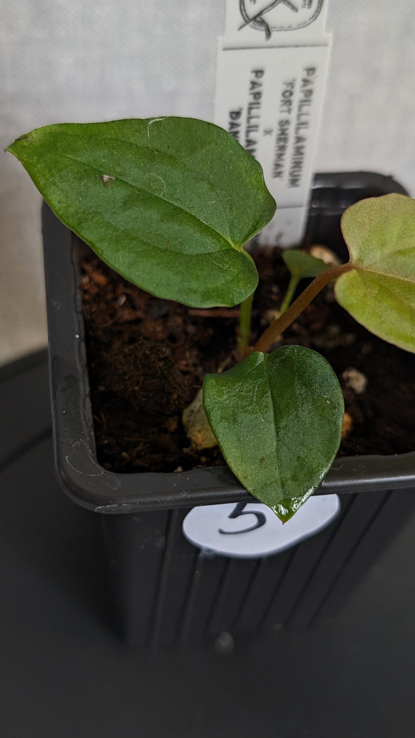 Anthurium Papillilaminum 'Fort Sherman' x Papillilaminum 'Daniel' - Big Seedling