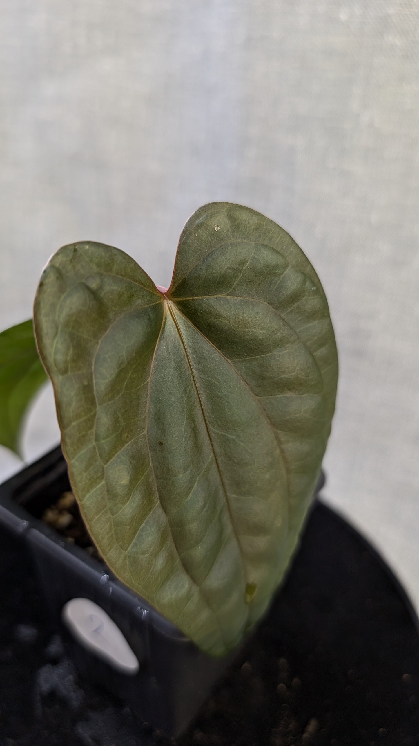 Anthurium Luxurians x Papillilaminum 'Fort Sherman'