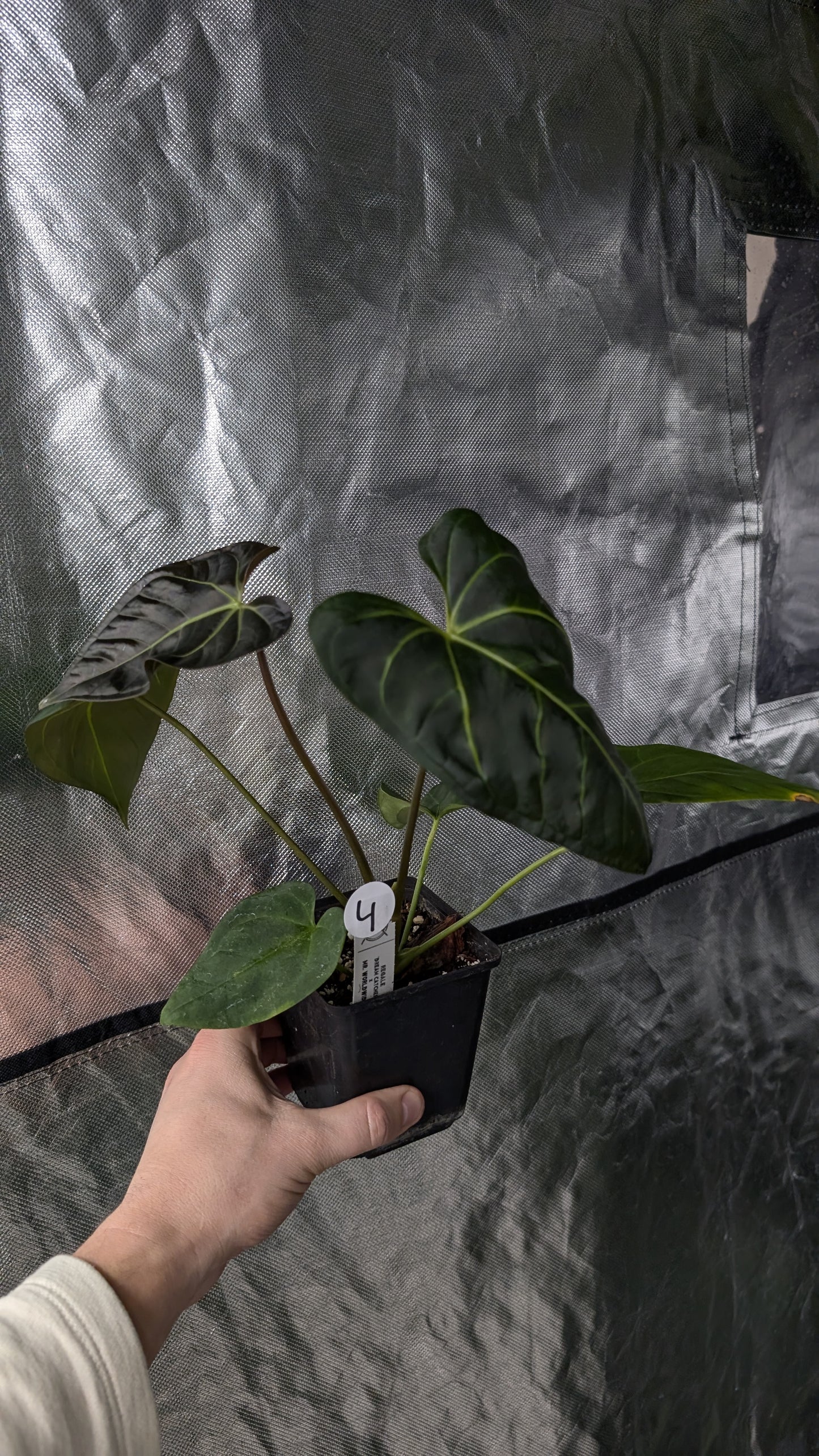 Anthurium Regale 'Dream Catcher' x Mr. Worldwide