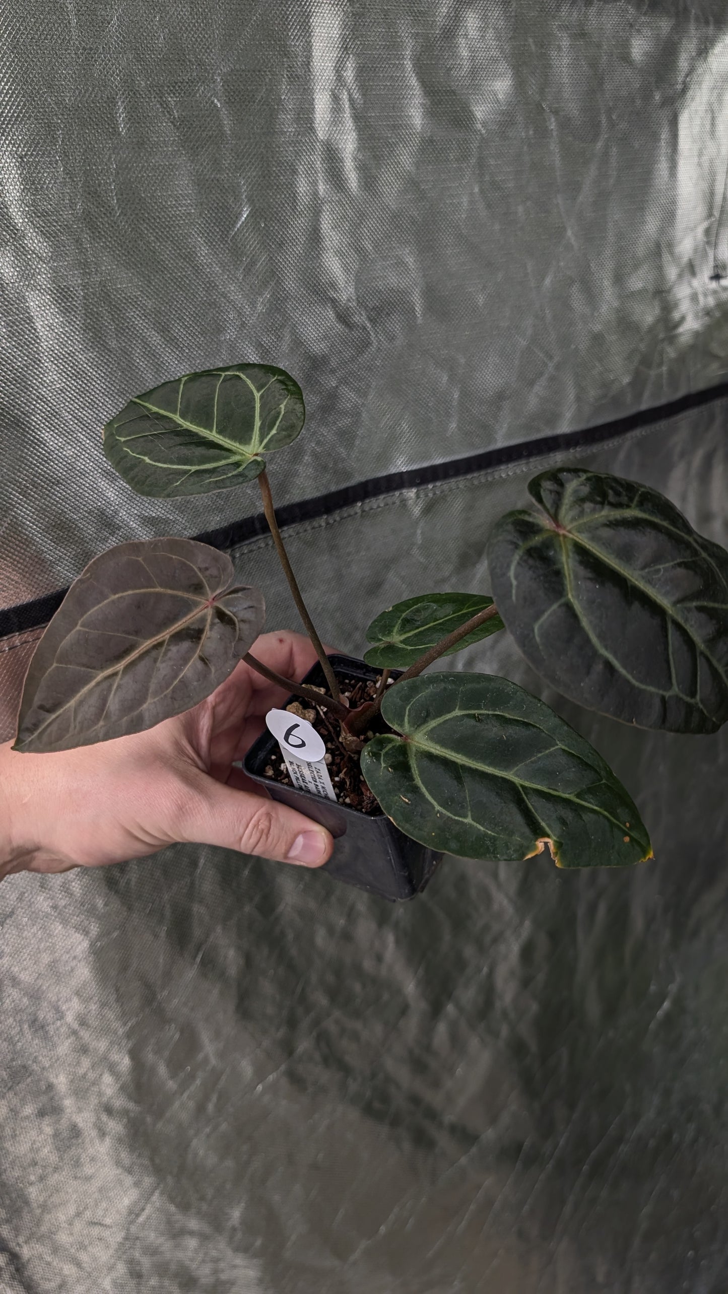 Anthurium Doc Block Zara x Michelle 'Selected Dark Form' x Besseae aff. 'Black Pillow'