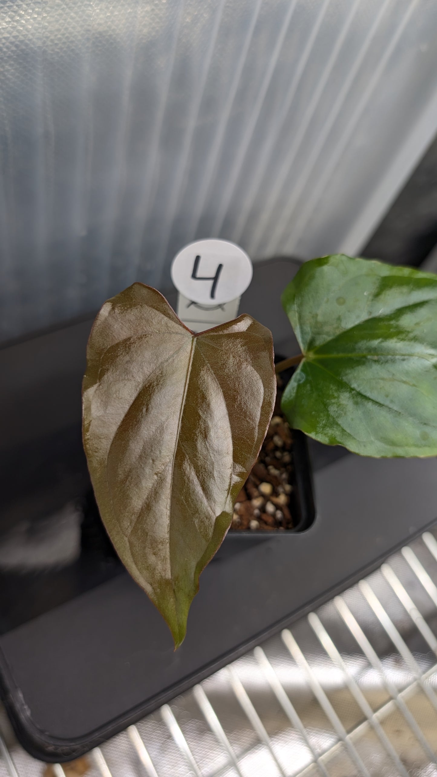 Anthurium Sp. Silver Peru Wide Sinus x Papillilaminum 'Fort Sherman'