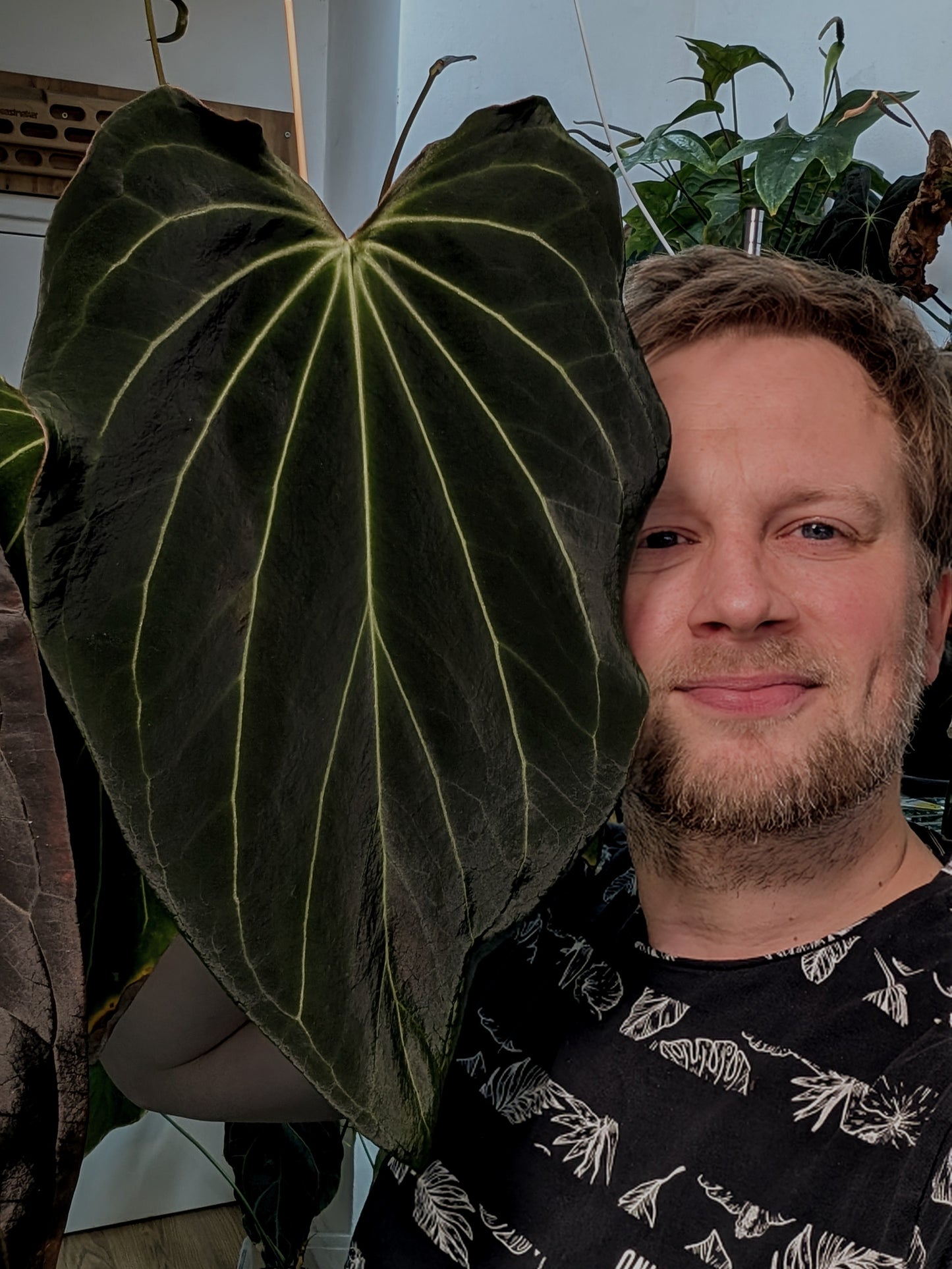 Anthurium Black Widow 13 x 43 clone