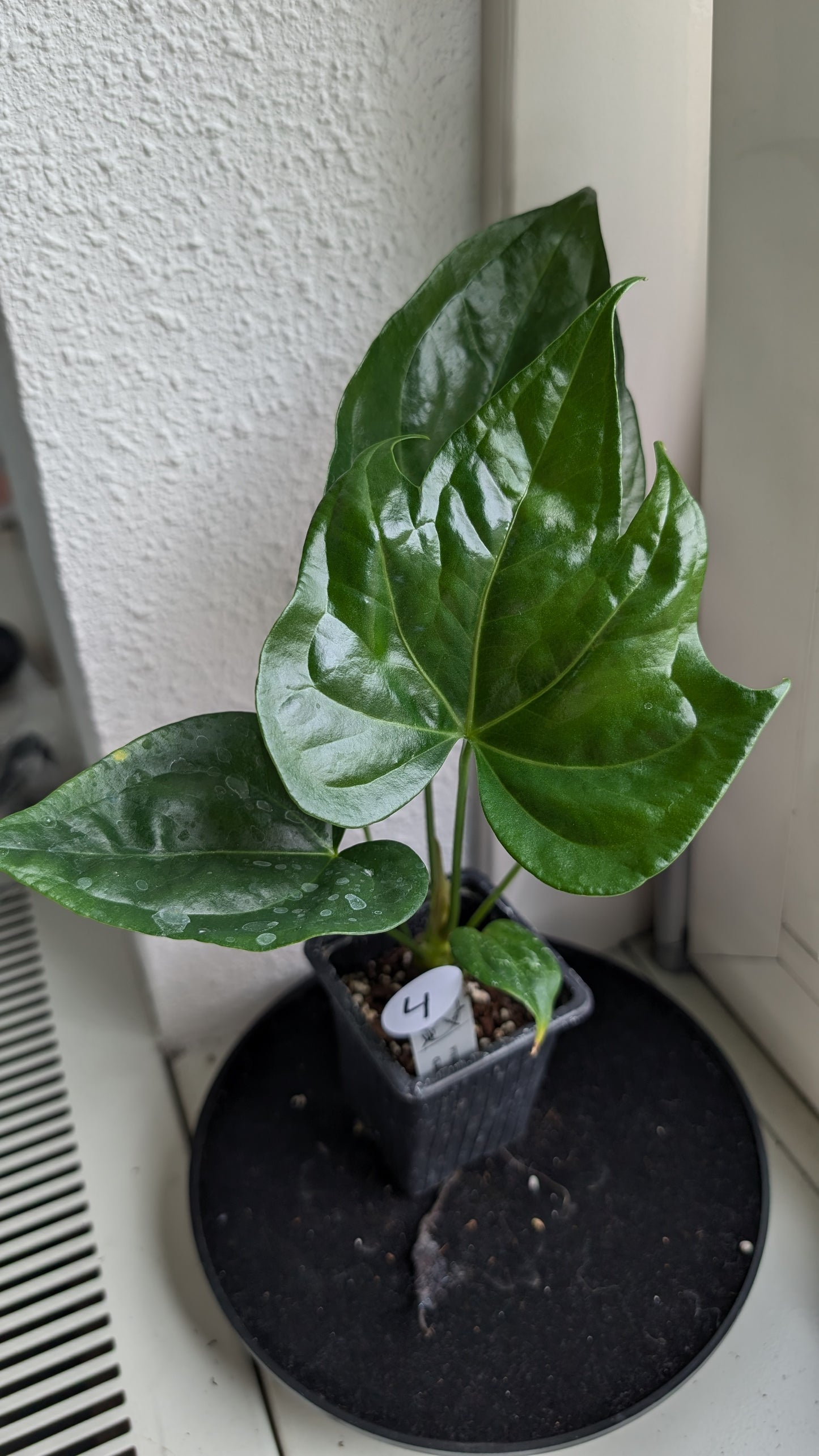 Anthurium Pterodactyl x self