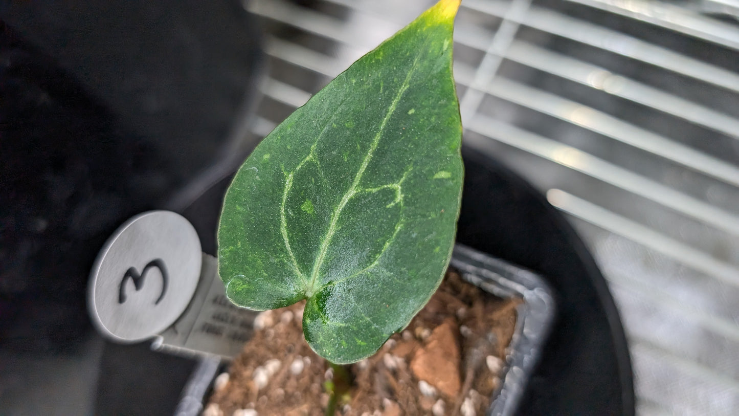 Anthurium Ace of Spagetii F2 (Ace of Spades x Forgetii) F2