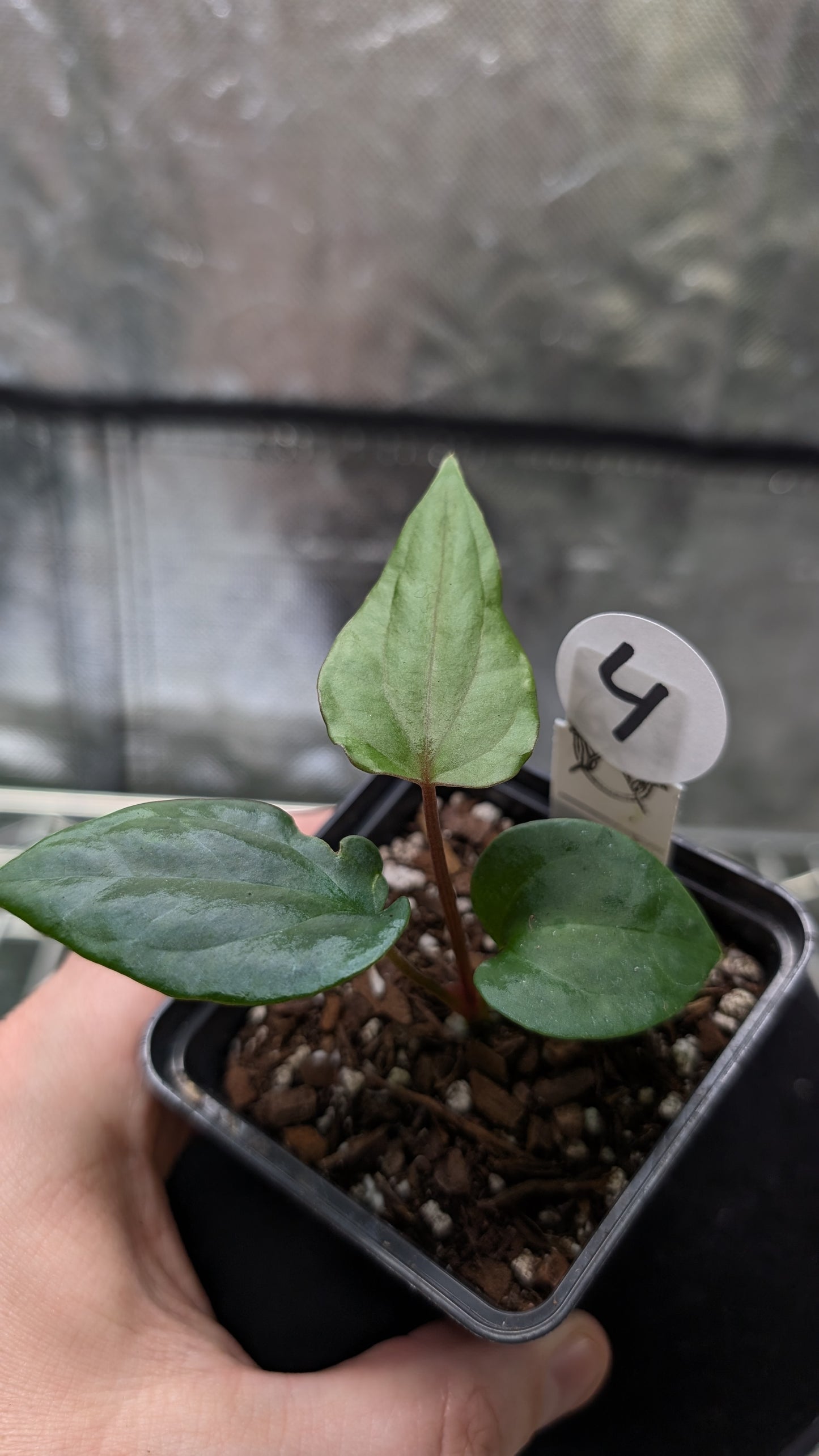 Anthurium 'Green Slate'