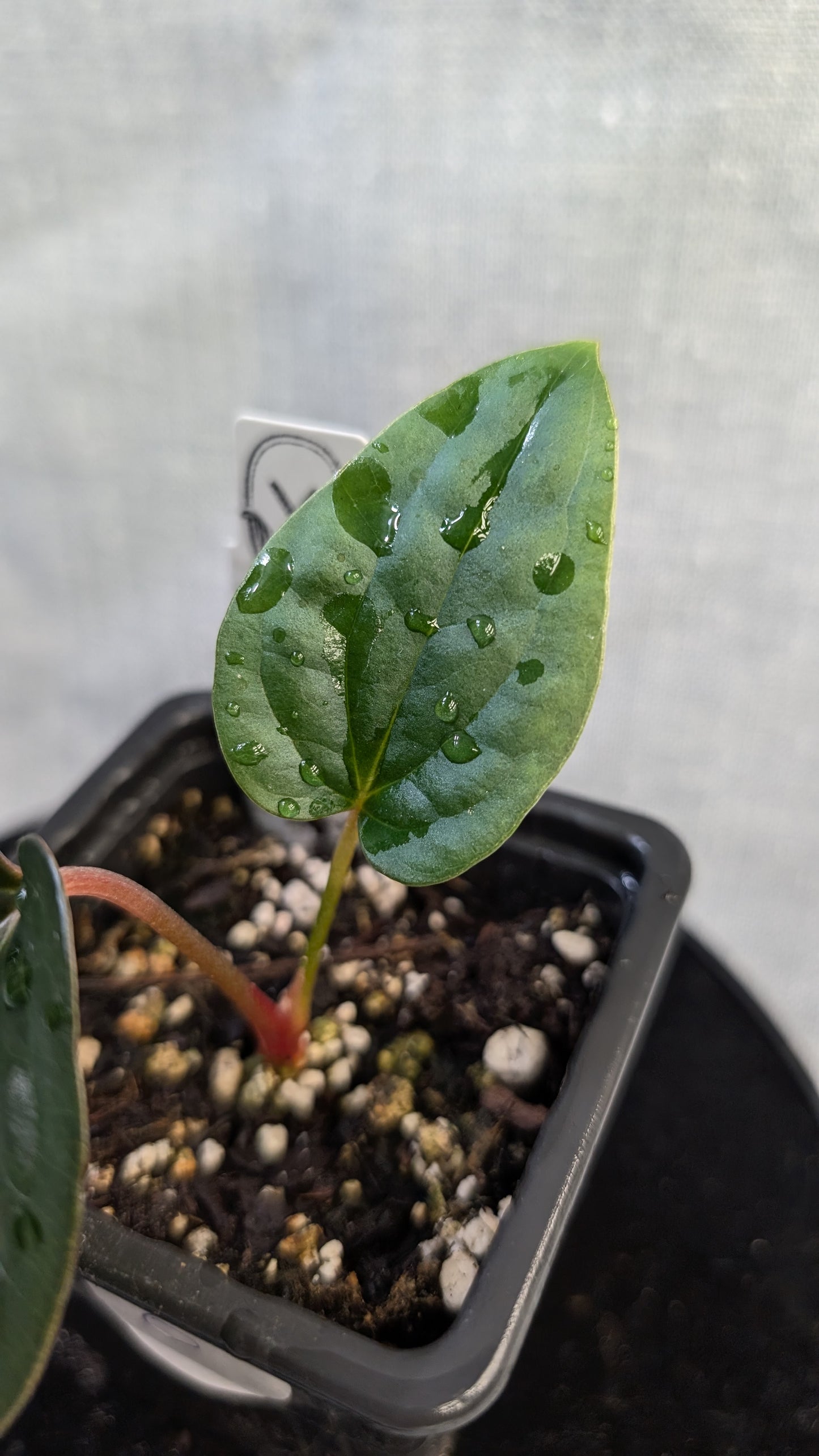 Anthurium Luxurians x Papillilaminum 'Fort Sherman'