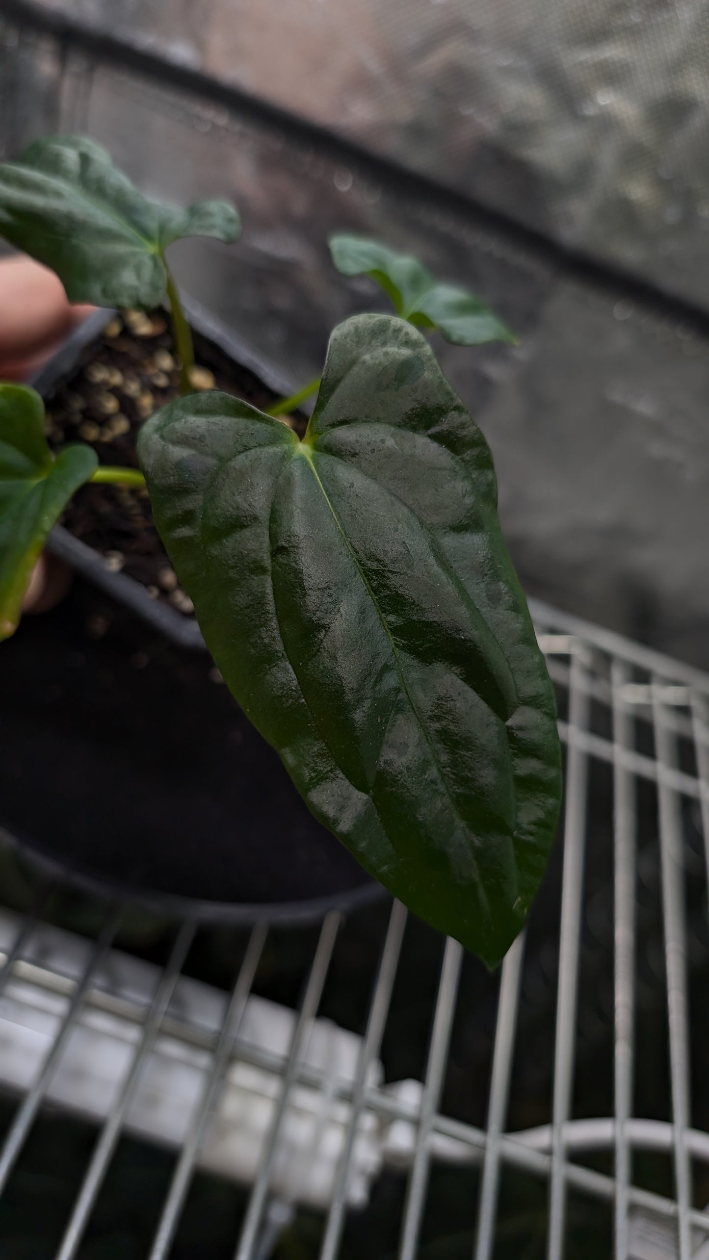 Anthurium Papillilaminum 'Fort Sherman'