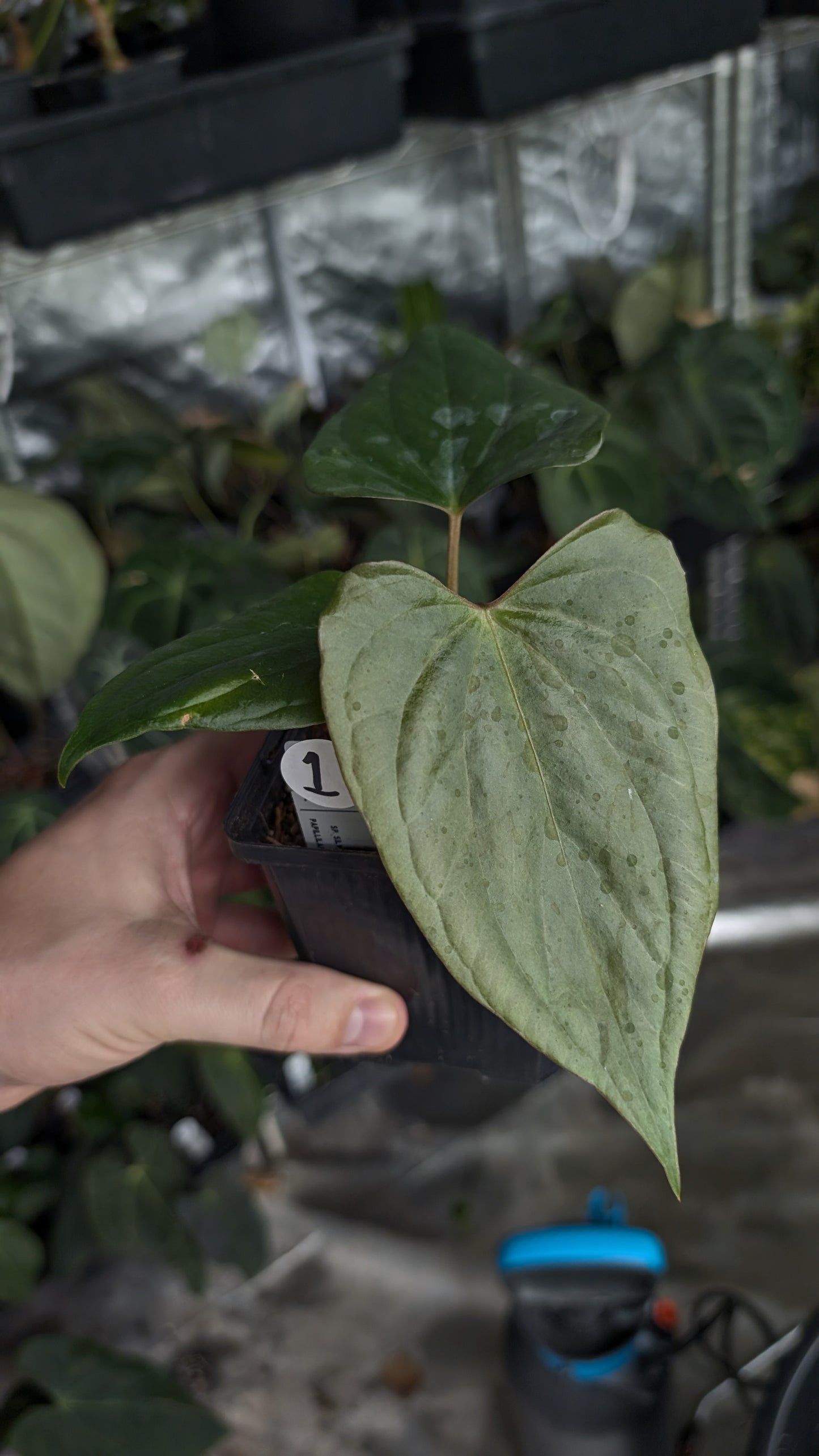 Anthurium 'Steelfin' clone