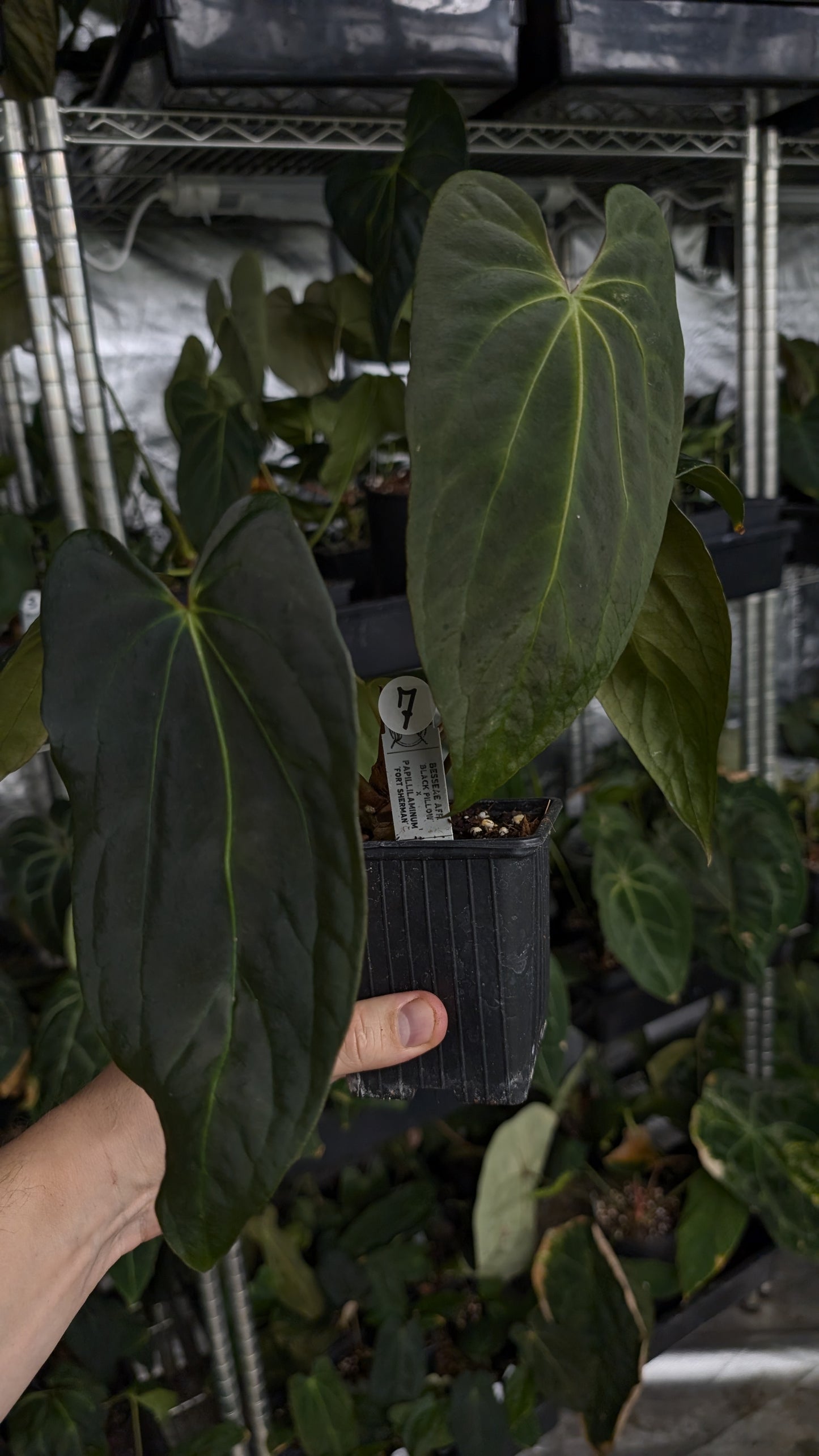Anthurium Besseae aff 'Black Pillow' x Papillilaminum 'Fort Sherman'