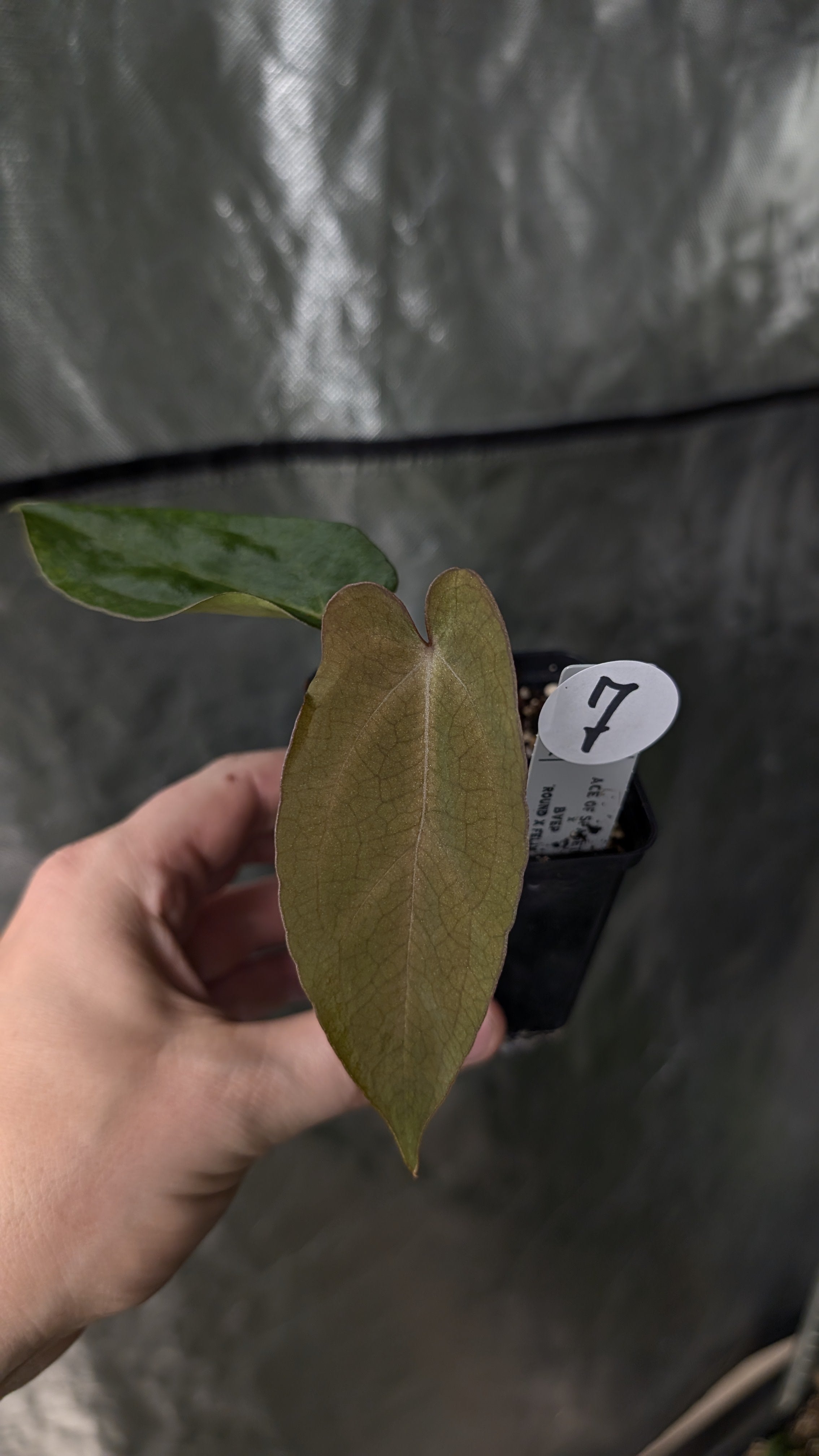 Anthurium Ace of Spagetii x BVEP 'Round x Felix' – Curious Plants