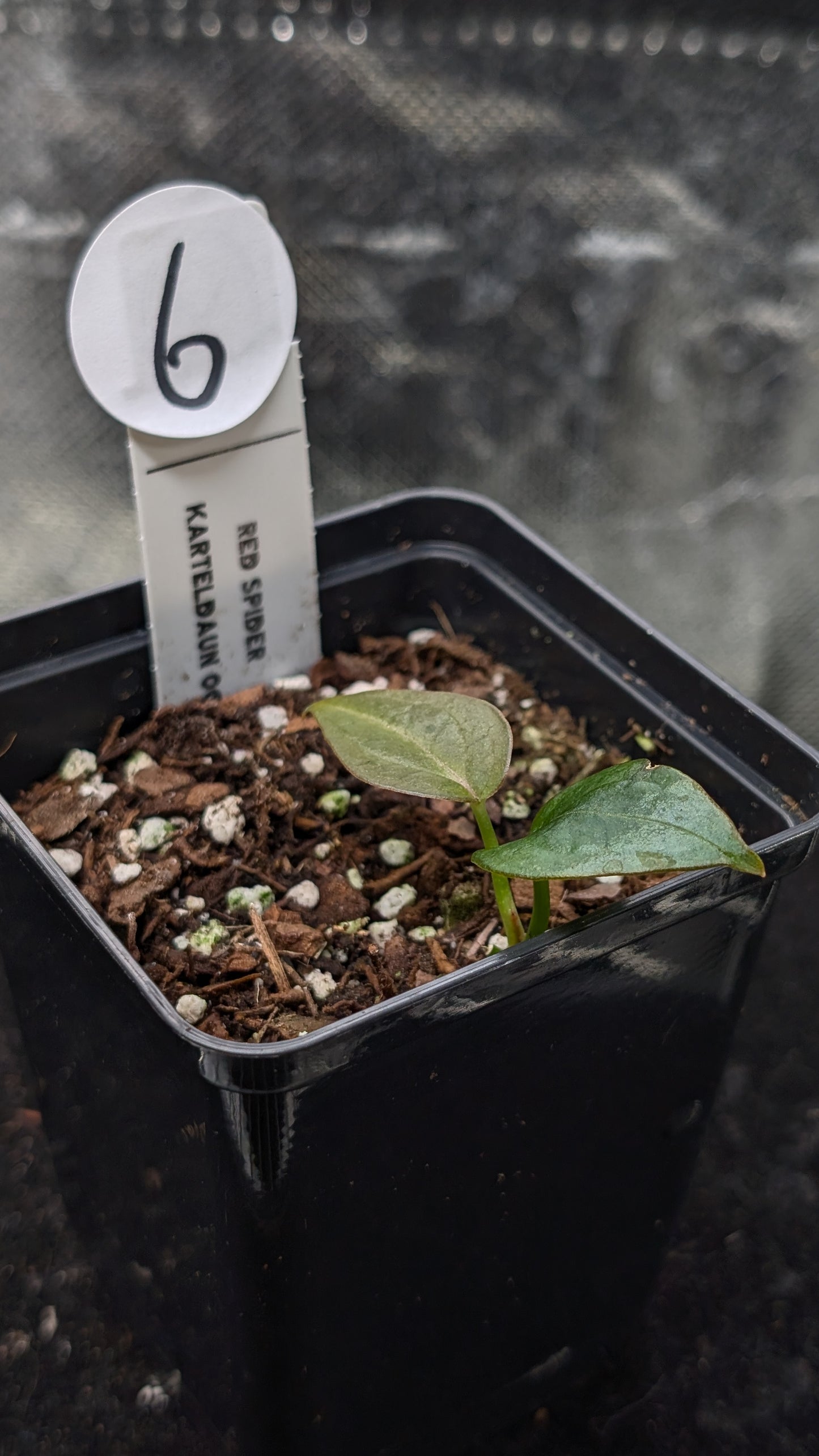 Anthurium Red Spider CLONE