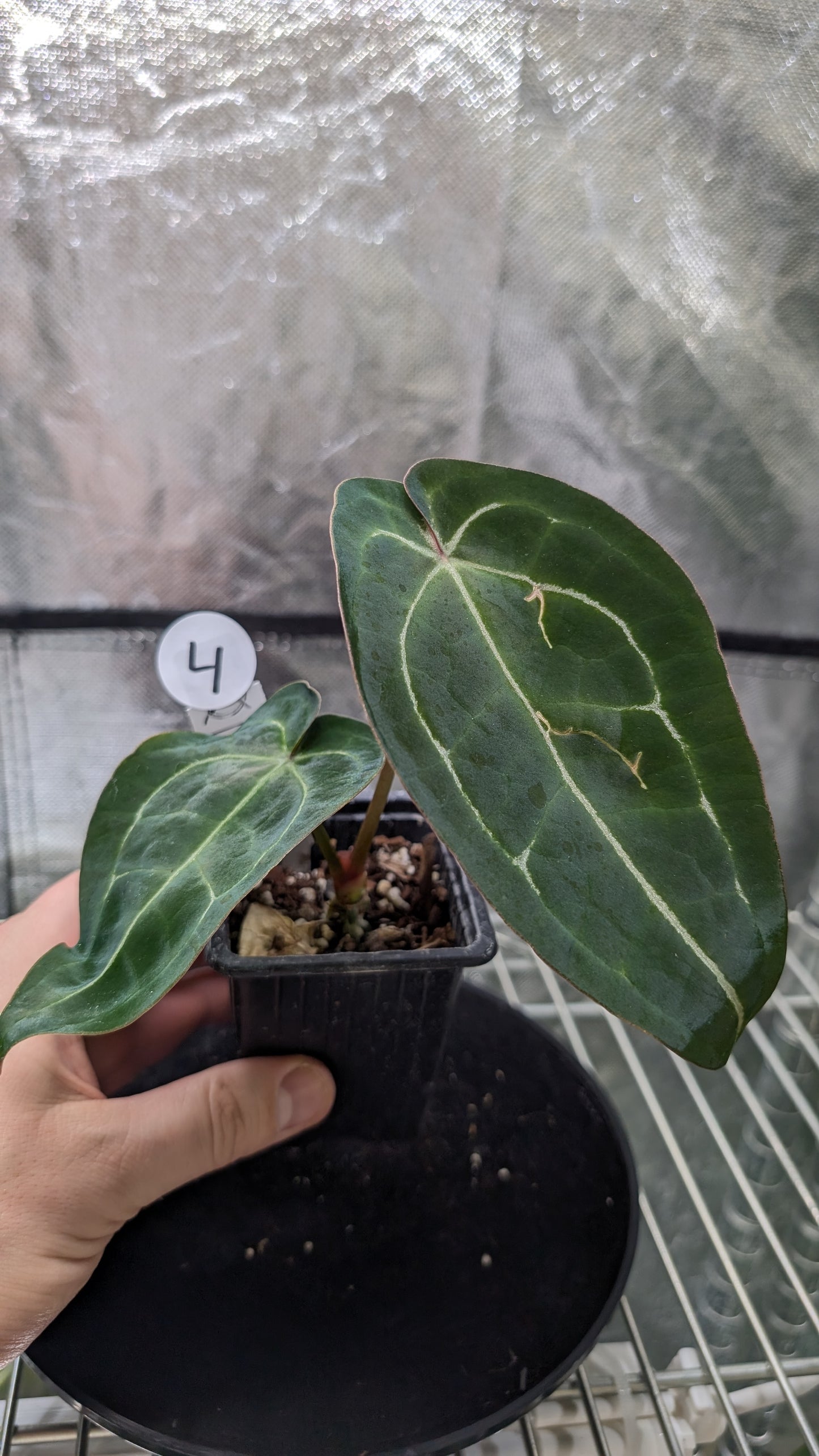 Anthurium Doc Block Zara x Michelle 'selected dark form' x Forgetii Dark