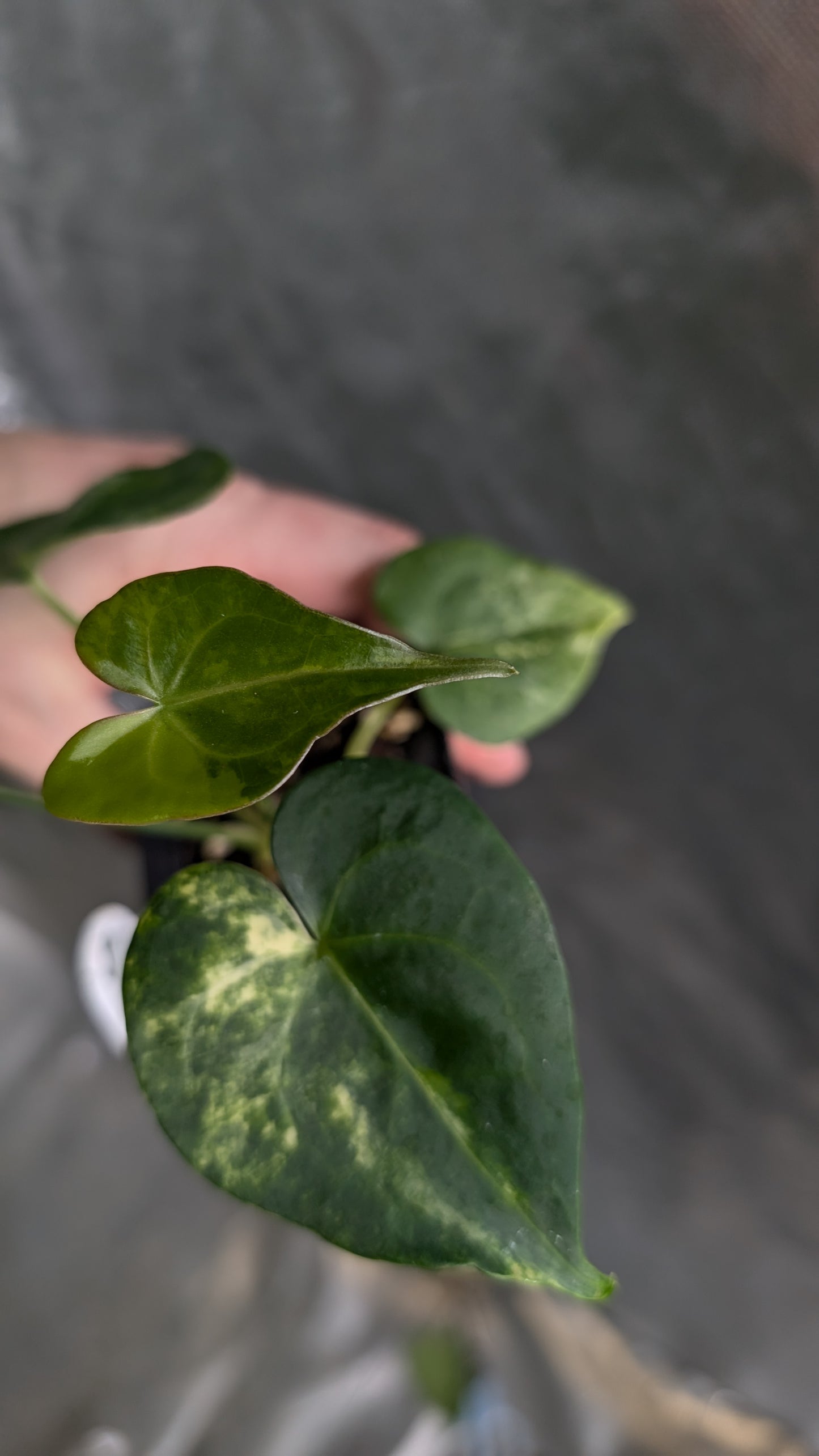 *Variegated* Anthurium Pterodactyl variegata x Clarinervium (or x self)
