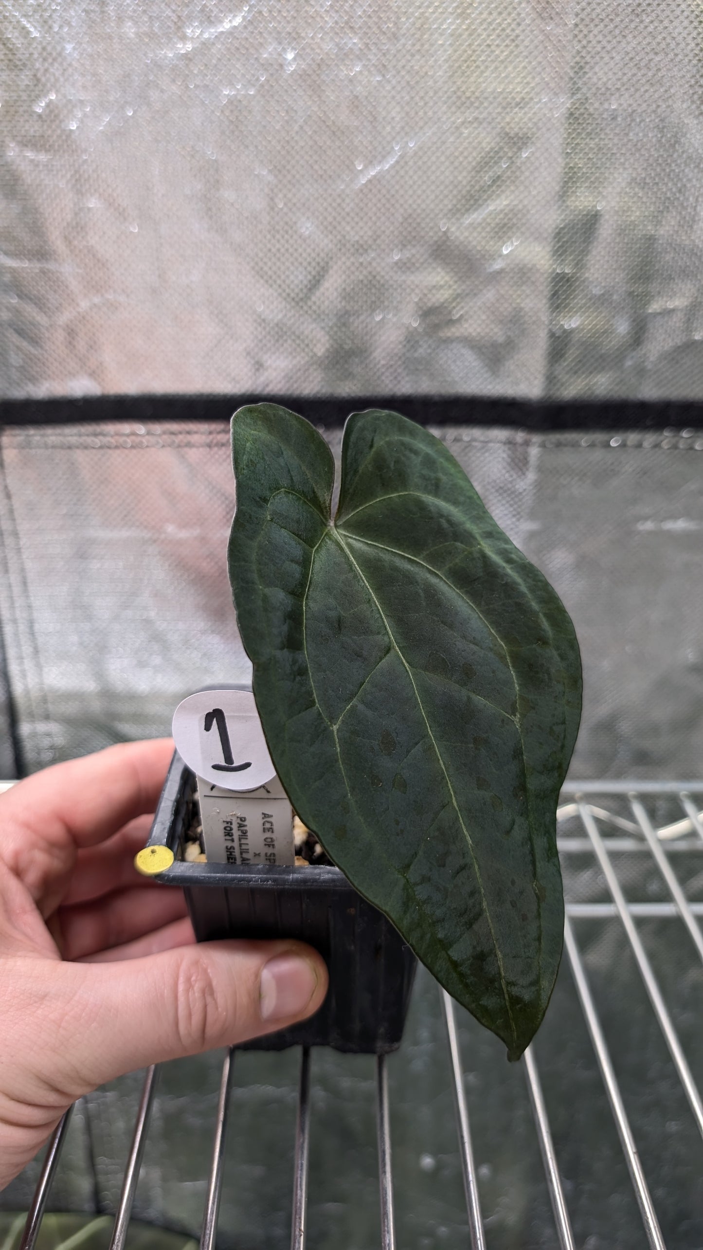 Anthurium Ace of Spagetii x Papillilaminum 'Fort Sherman'