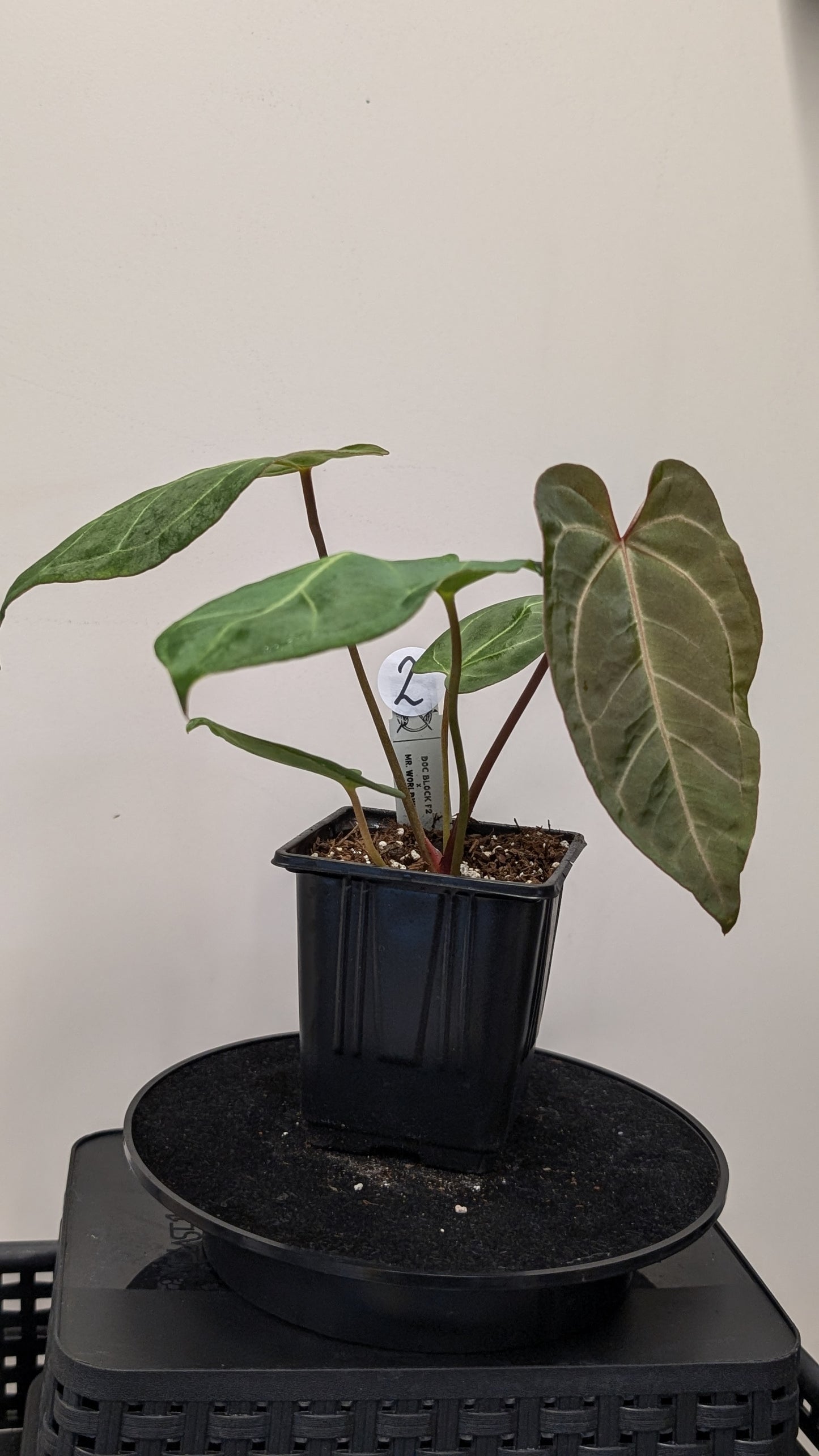 Anthurium Doc Block F1 x Mr Worldwide