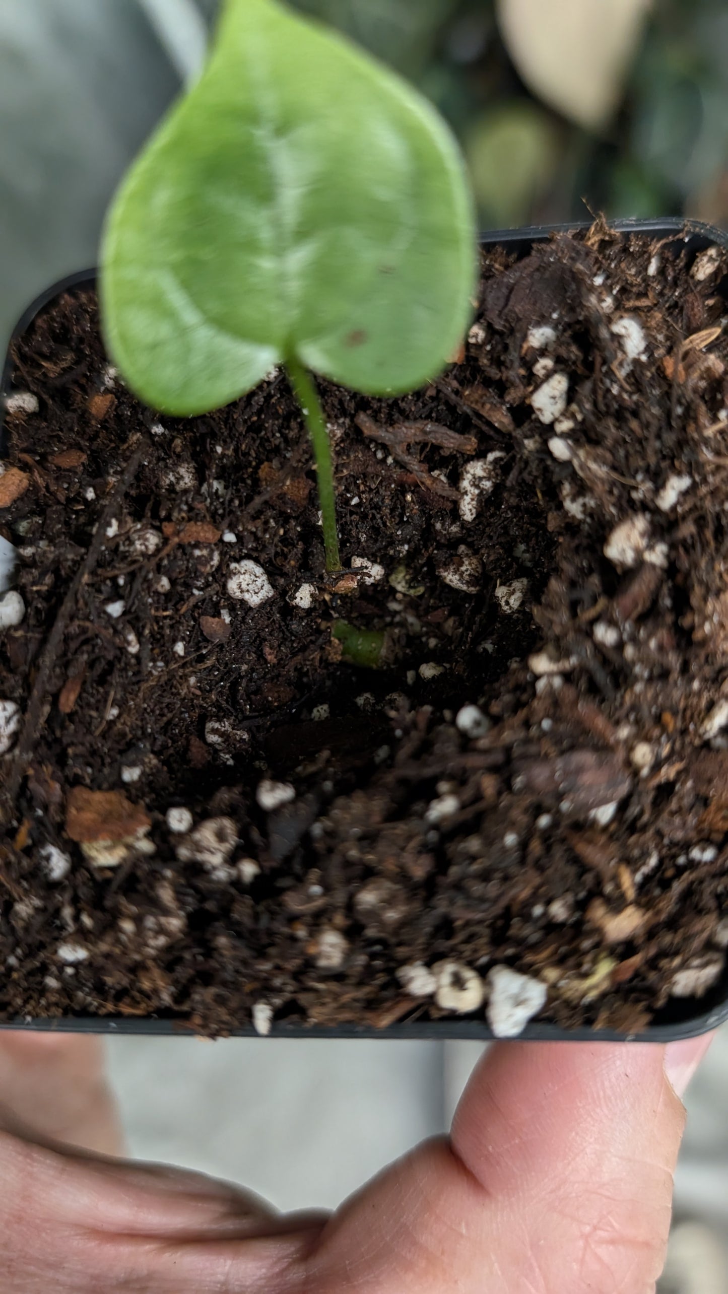 Anthurium Diabloense clone