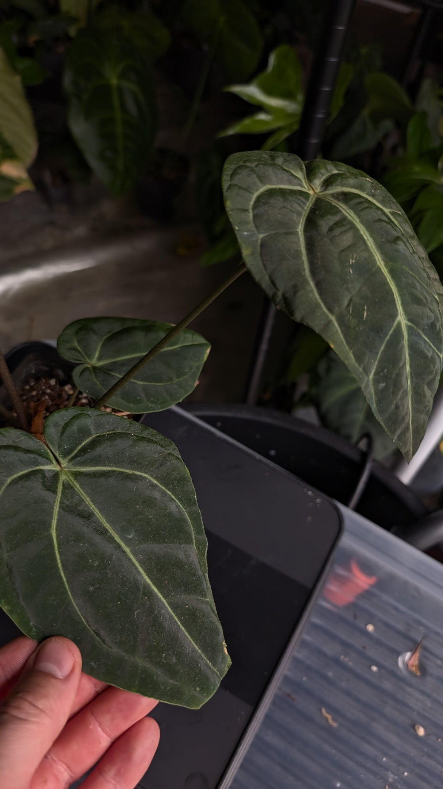 Anthurium Doc Block Zara x Michelle 'Selected Dark Form' x Besseae aff. 'Black Pillow'