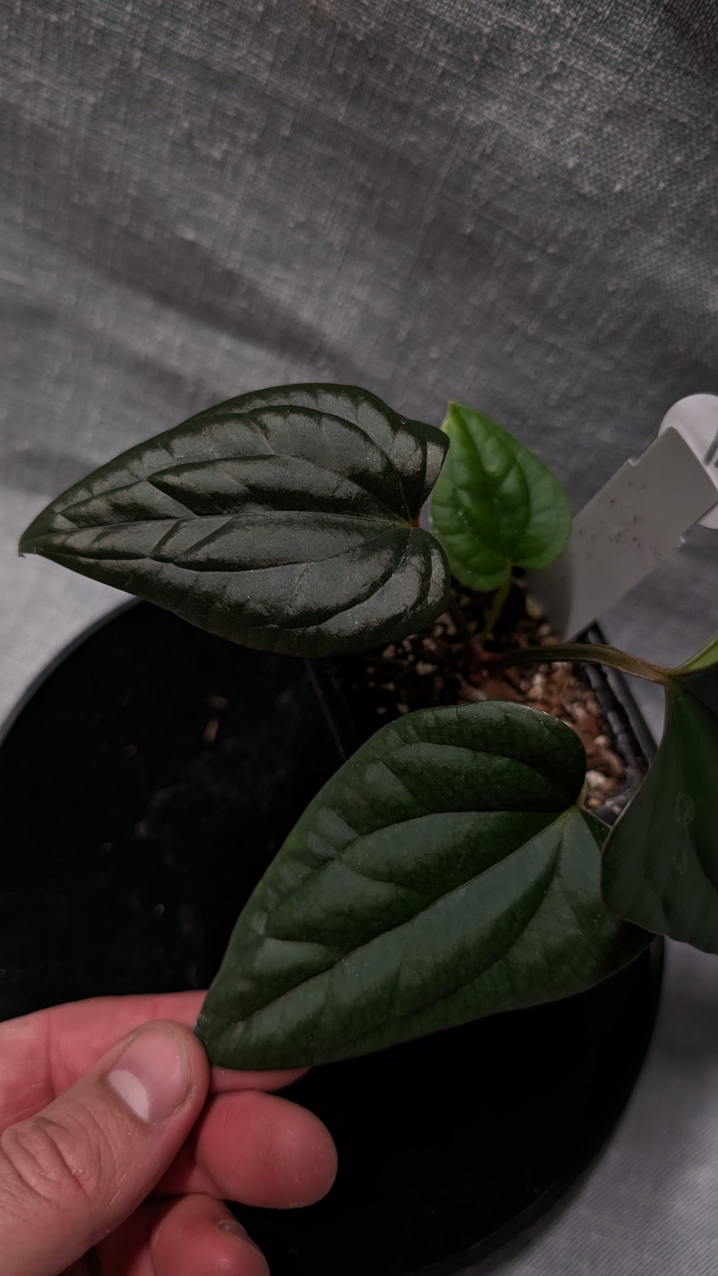 Anthurium Luxurians x Papillilaminum 'Fort Sherman'