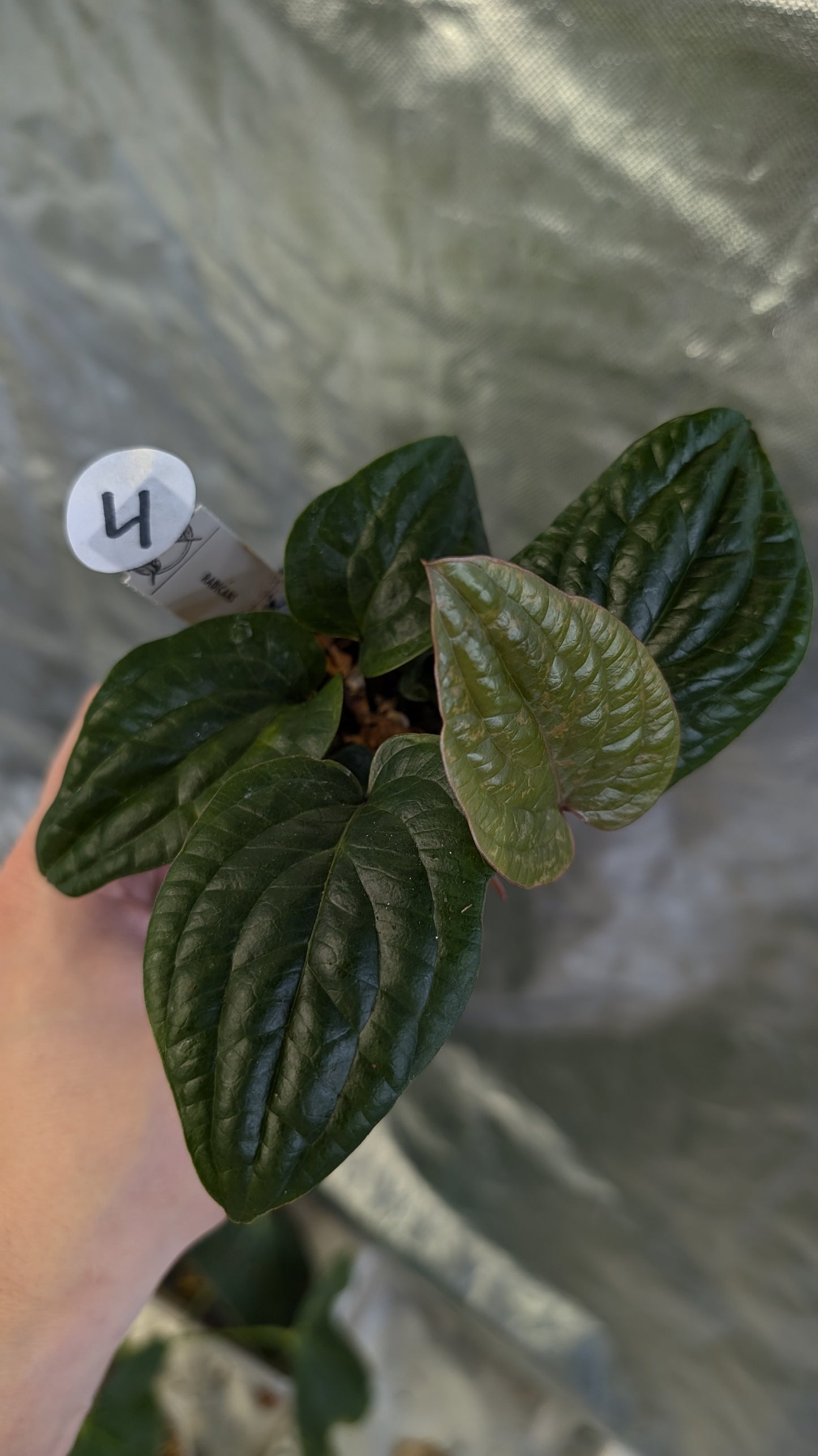 Anthurium Radicans clone