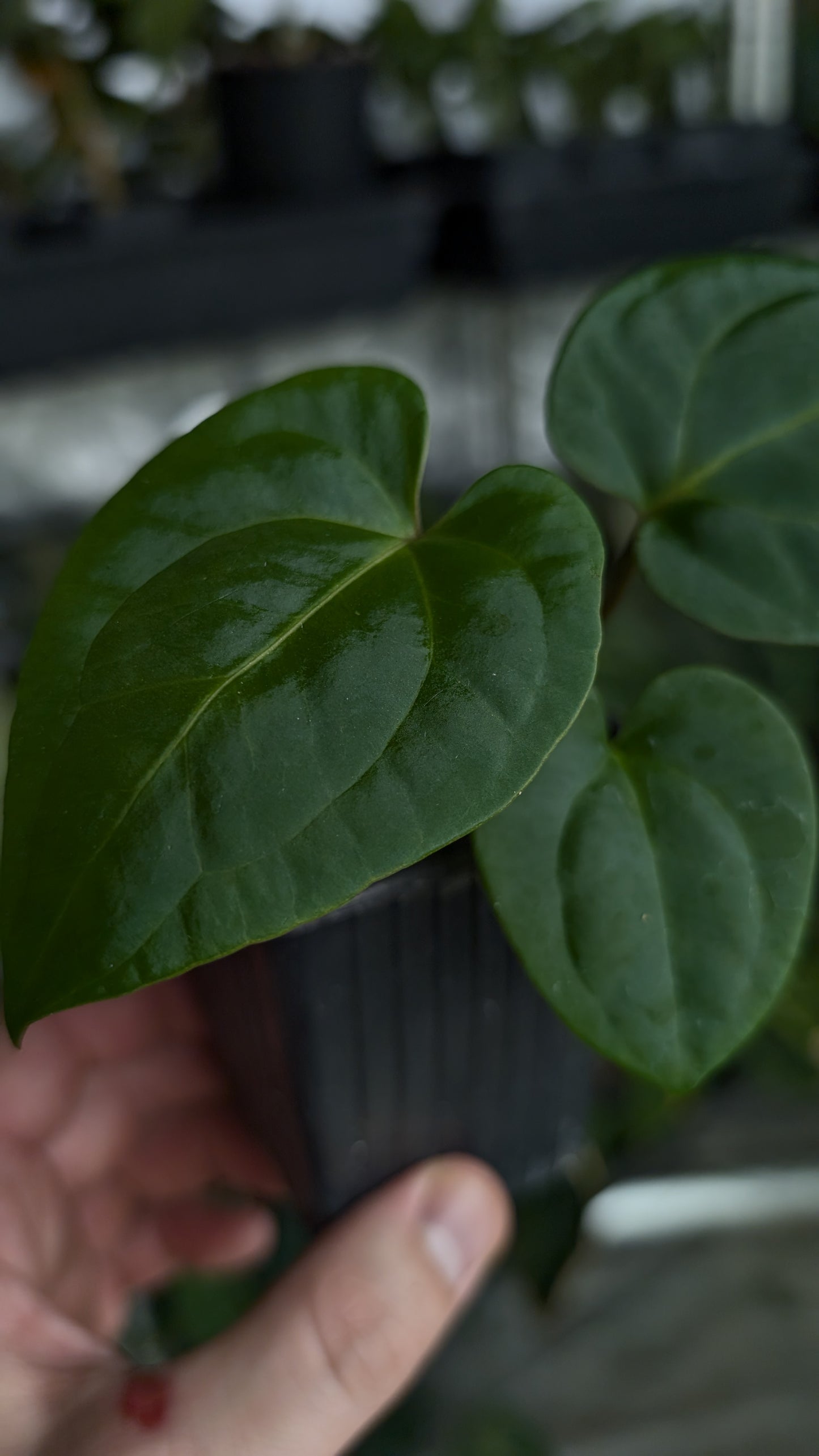 Anthurium Besseae aff 'Black Pillow' x Papillilaminum 'Fort Sherman'