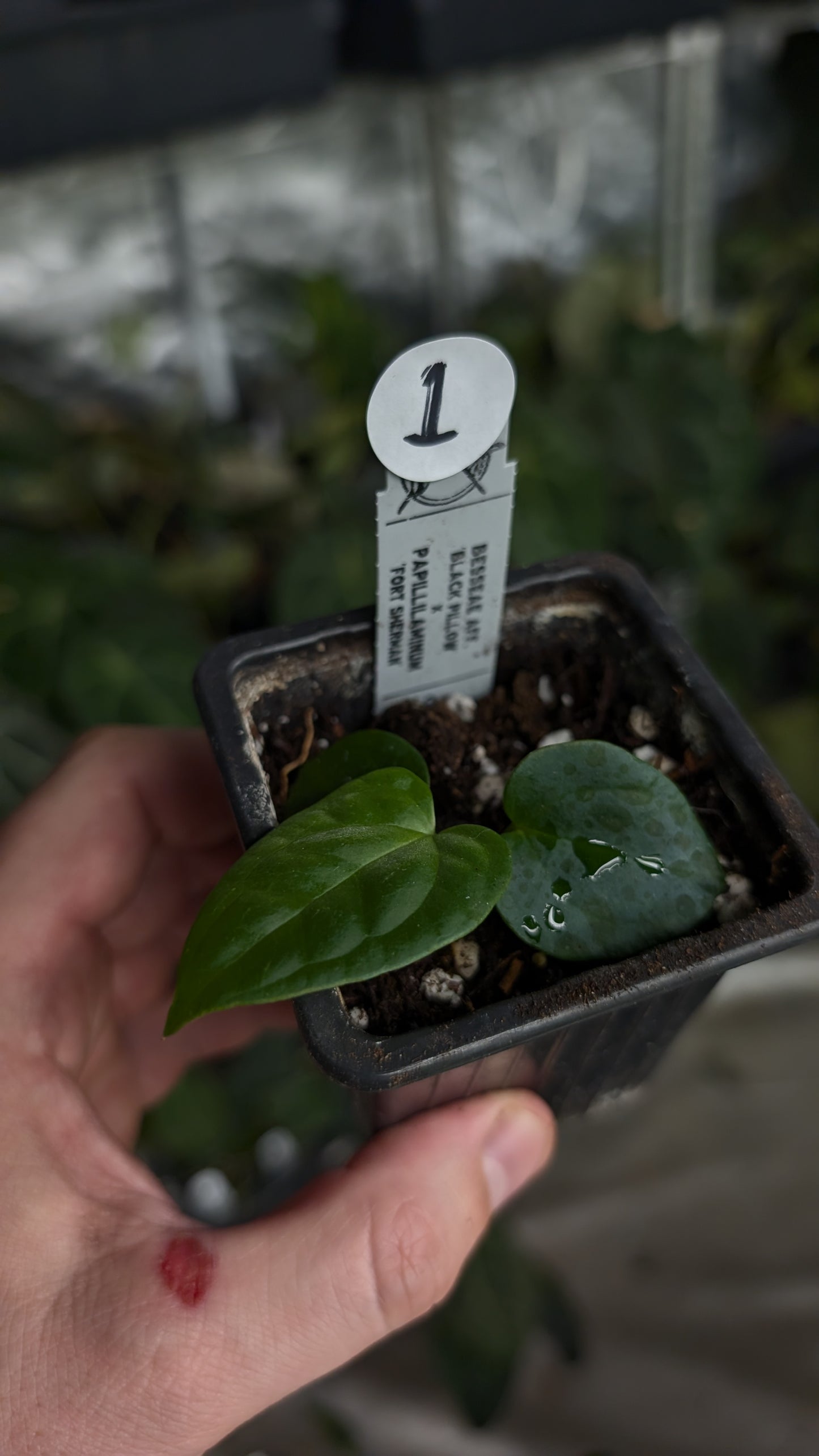Anthurium Besseae aff 'Black Pillow' x Papillilaminum 'Fort Sherman'